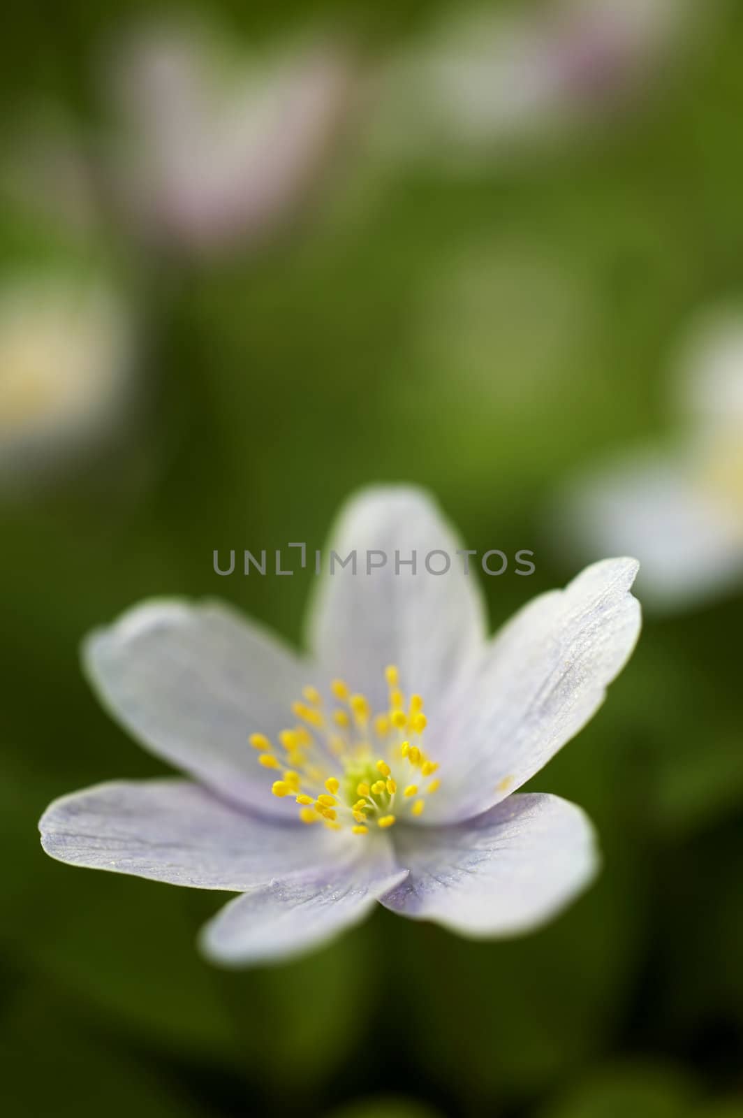 Apple tree flower isolated on greed leaf background