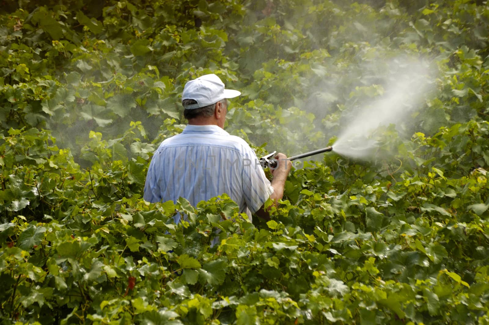 Spraying the vines by Bateleur