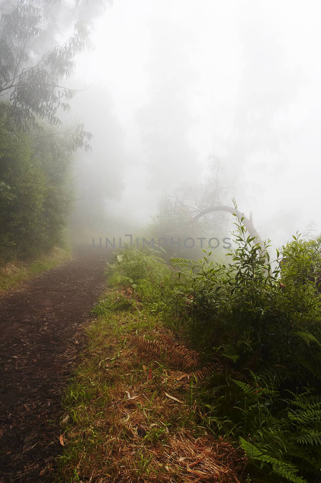 Foggy path on the mountains