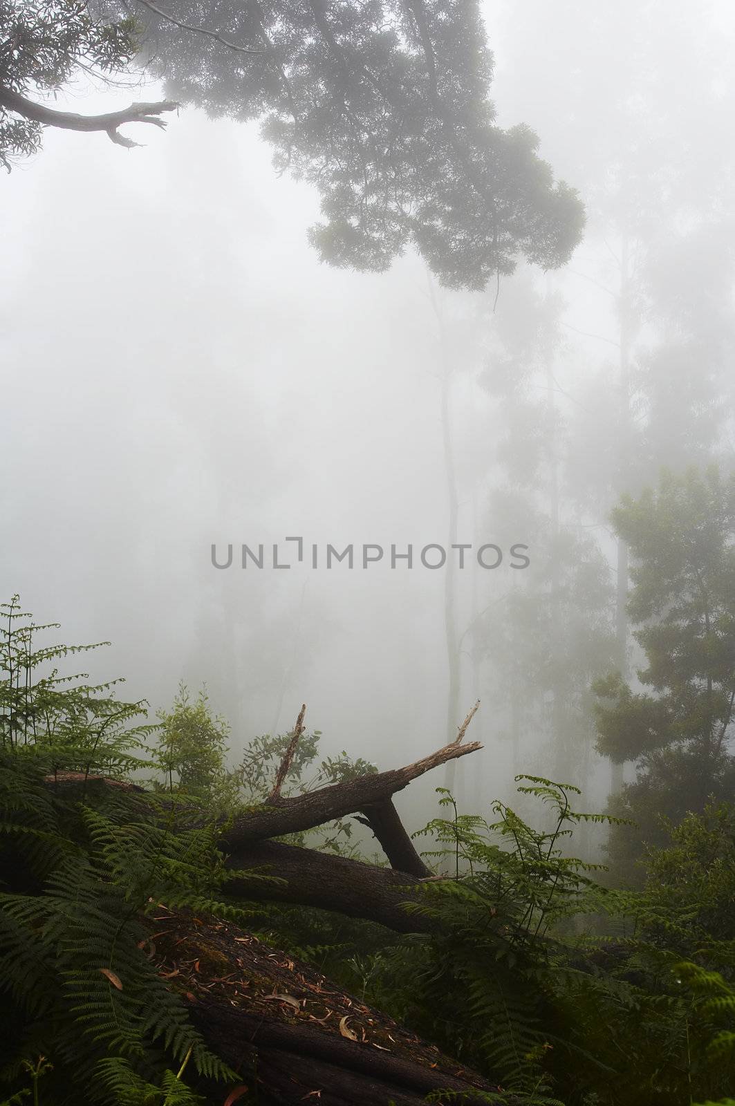 Foggy rainforest
