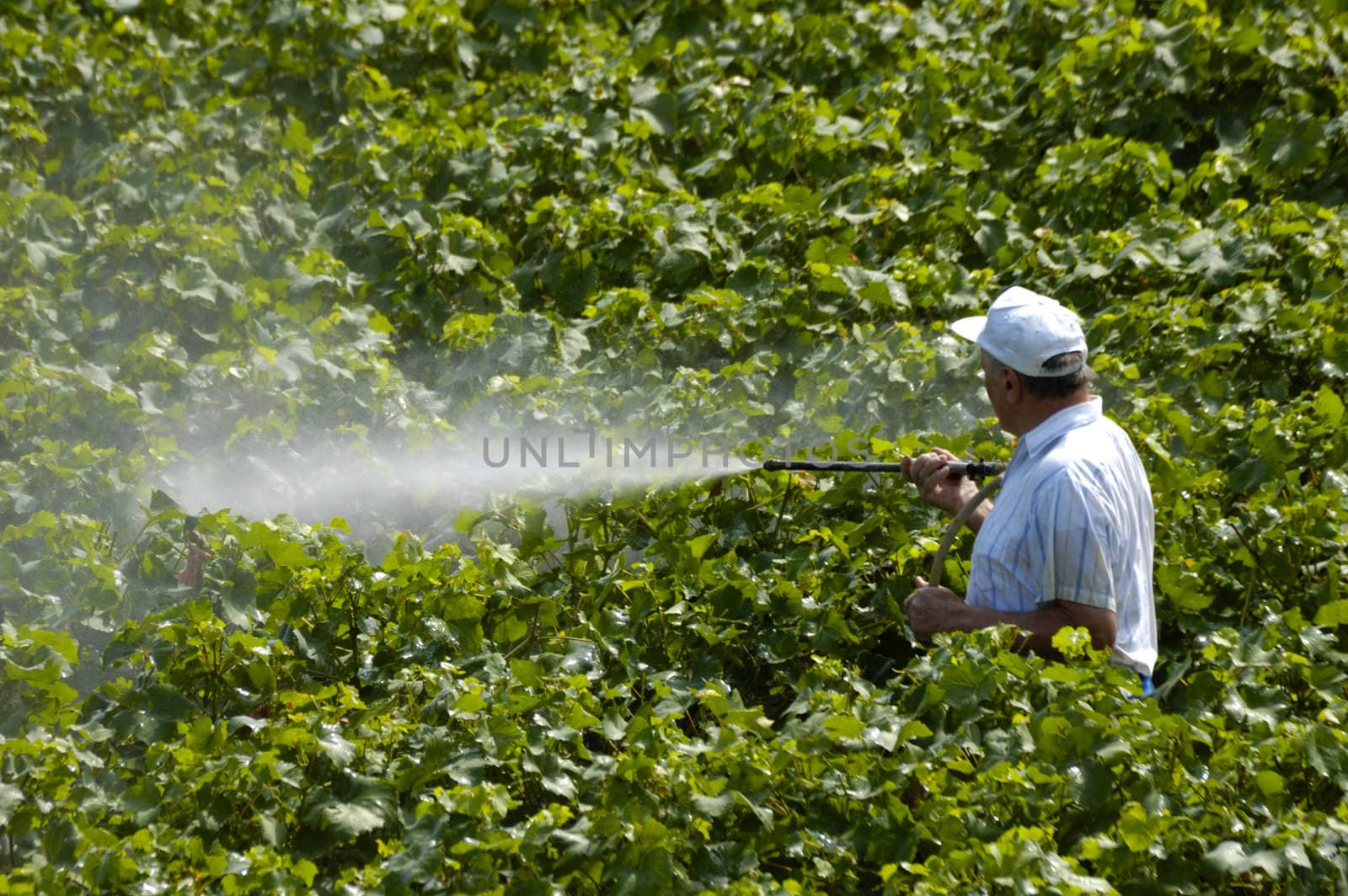 A farmer sprays his vines. He is wearing no protective equipment.