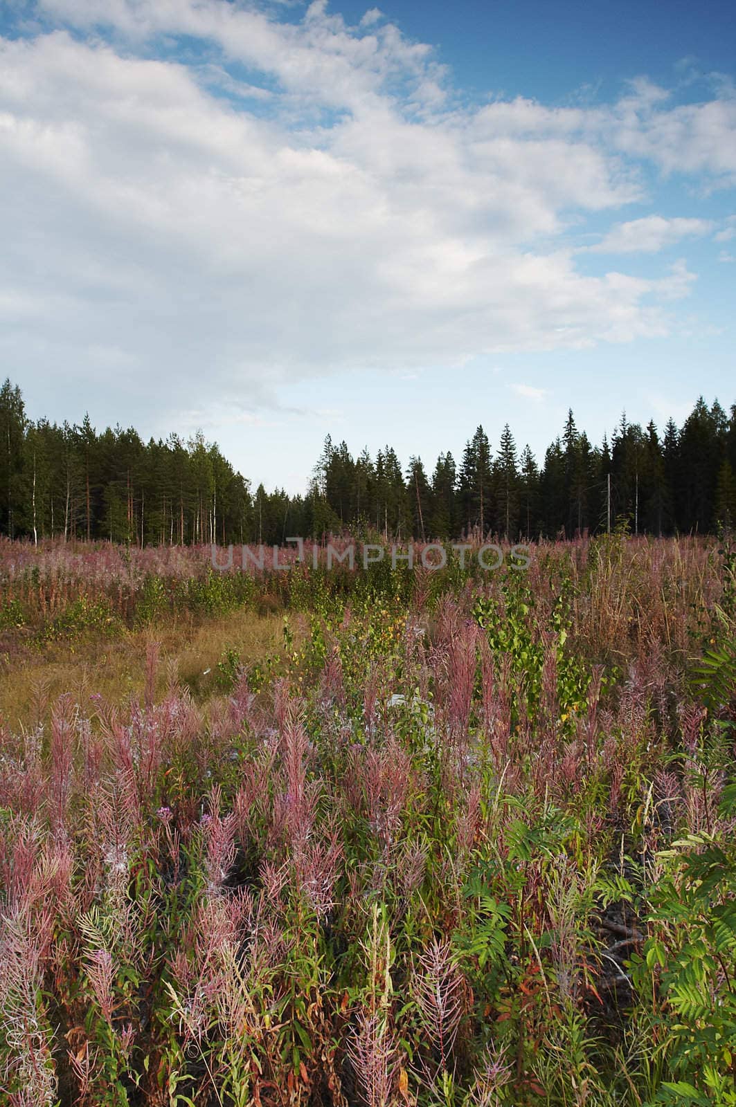 Meadow glowing with autumn tints