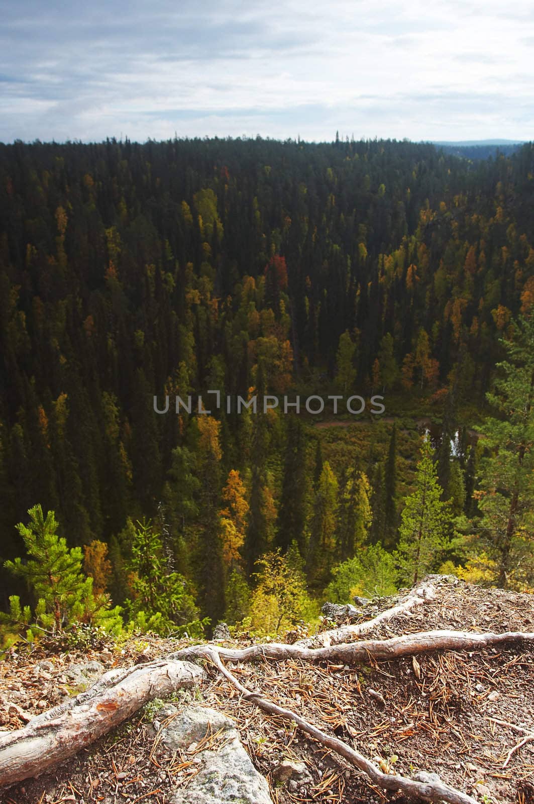 Autumn colors and tints in the forest