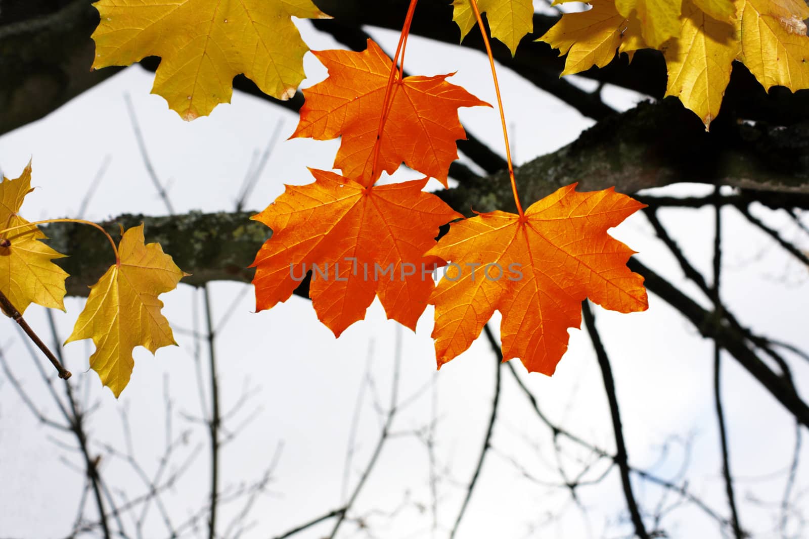 Autumnal leaves on a tree. Golden leaves to the background with three red leaves to front on a landscape format.