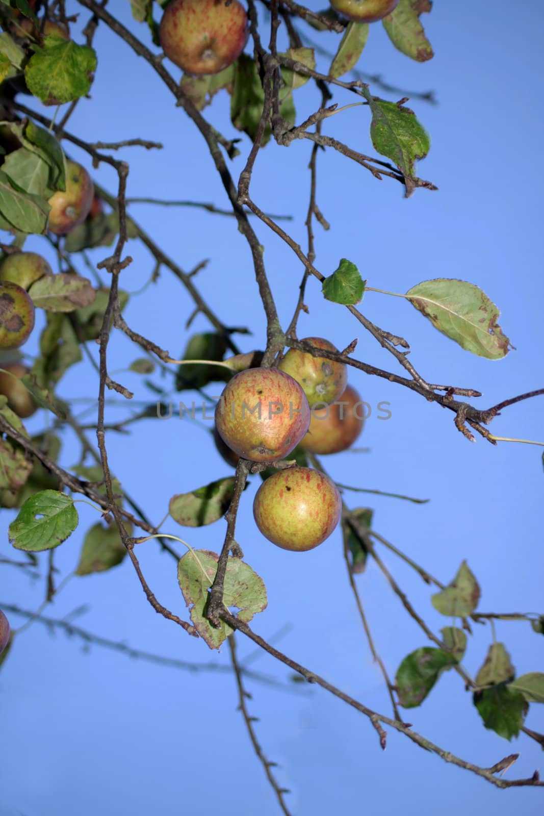 The last of a crop of winter apples on a tree set against a blue sky background.