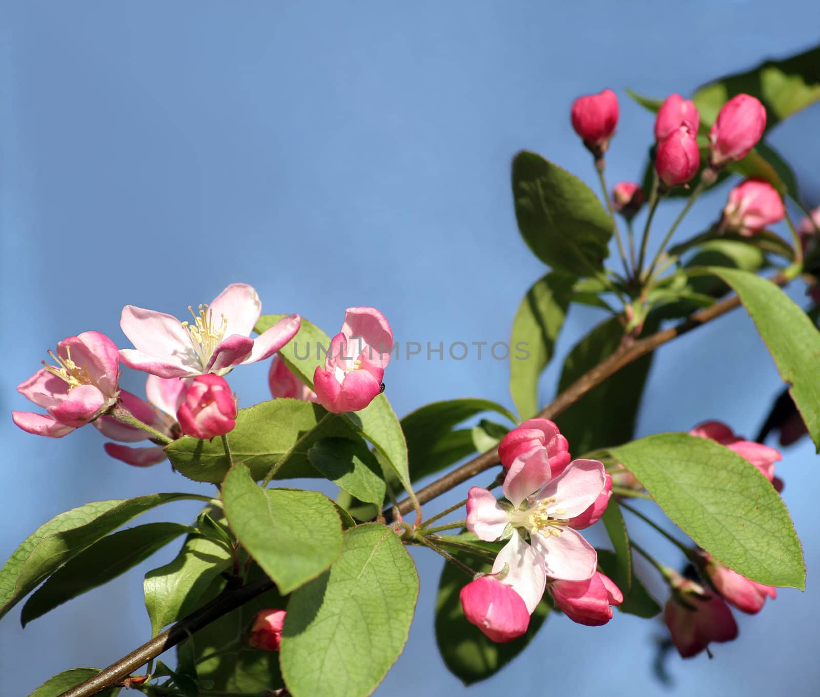 Pink blossoms of the European Wild Apple (crab apple, Malus sylvestris) in april in northern Germany. Space for text.