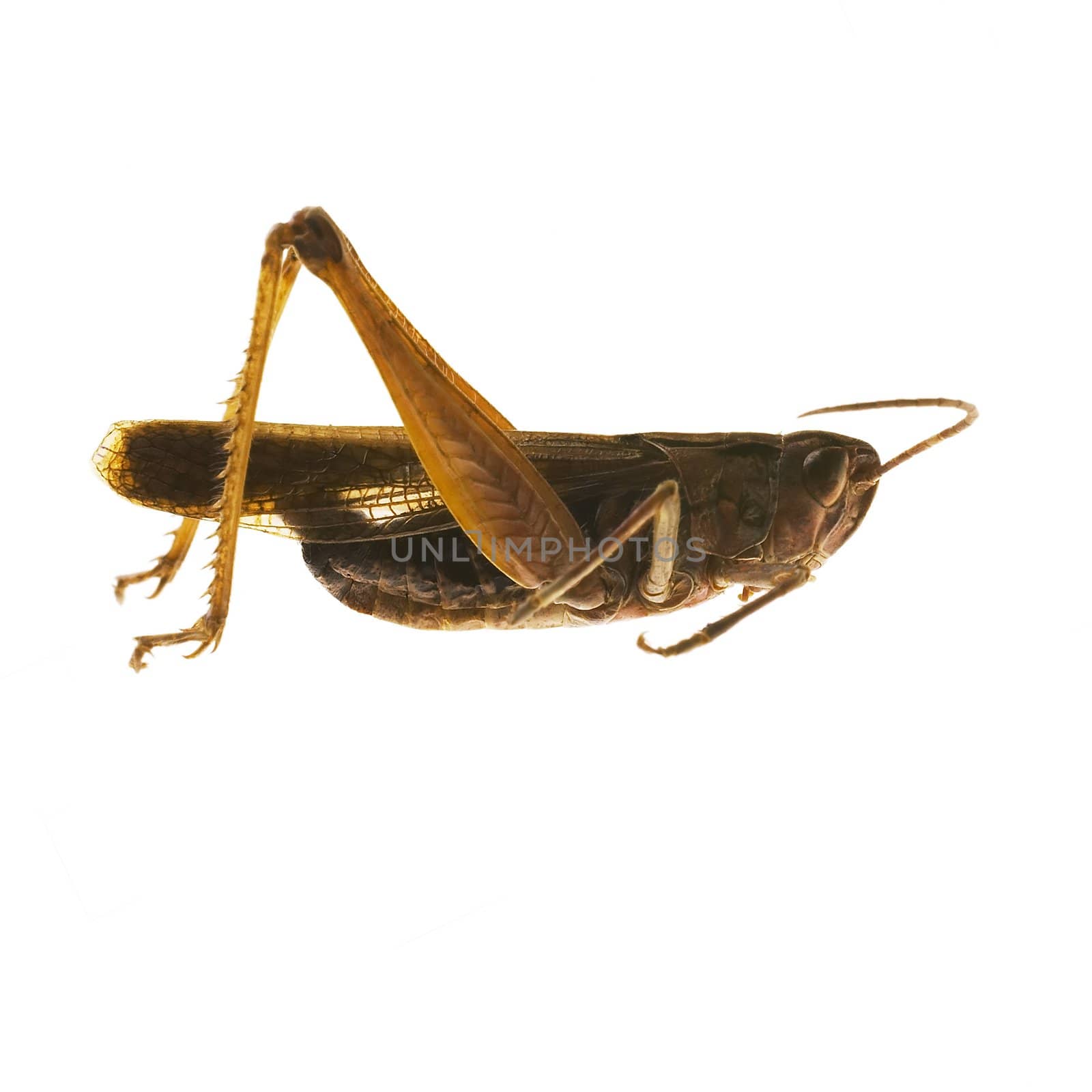 grasshopper isolated