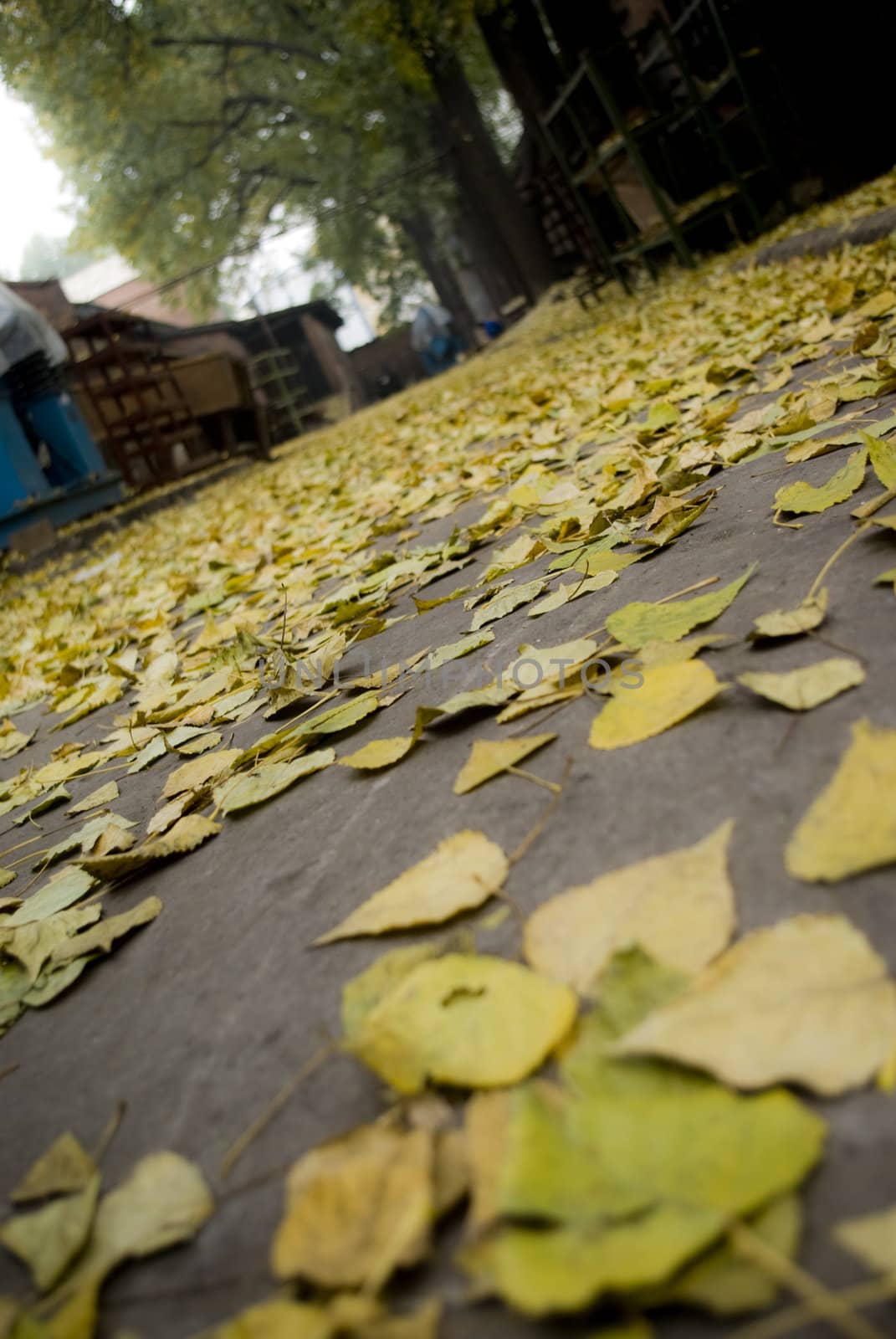 Leaf road by cozyta