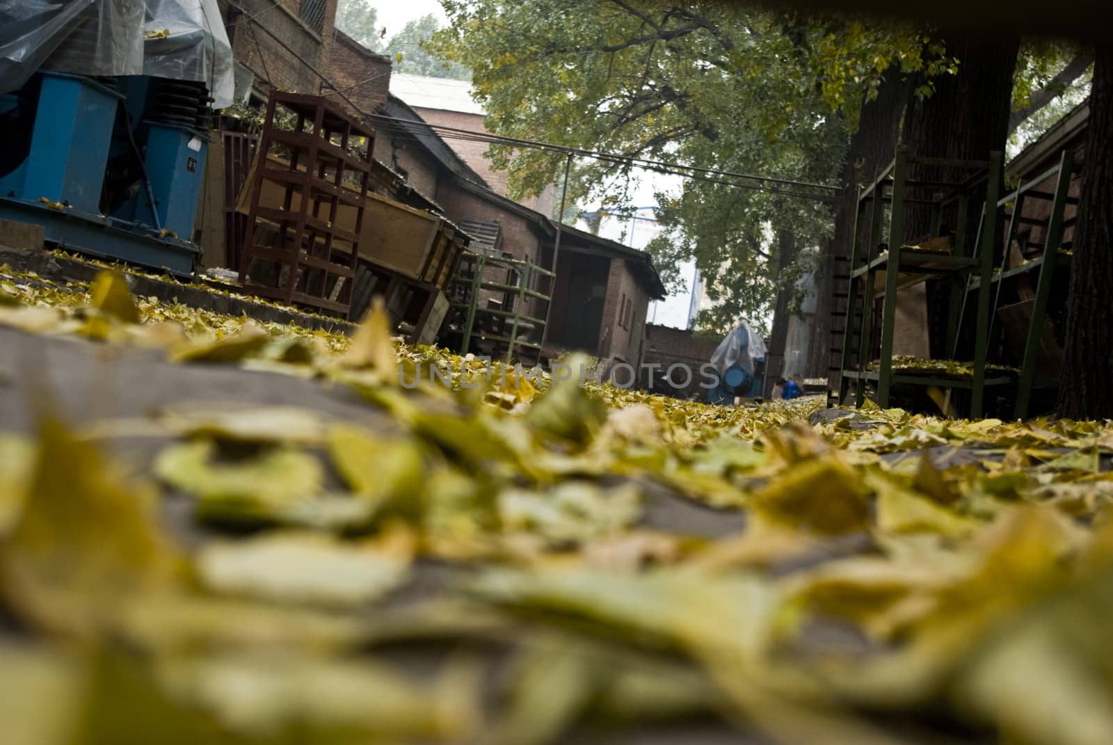 It is a road full of yellow leaf