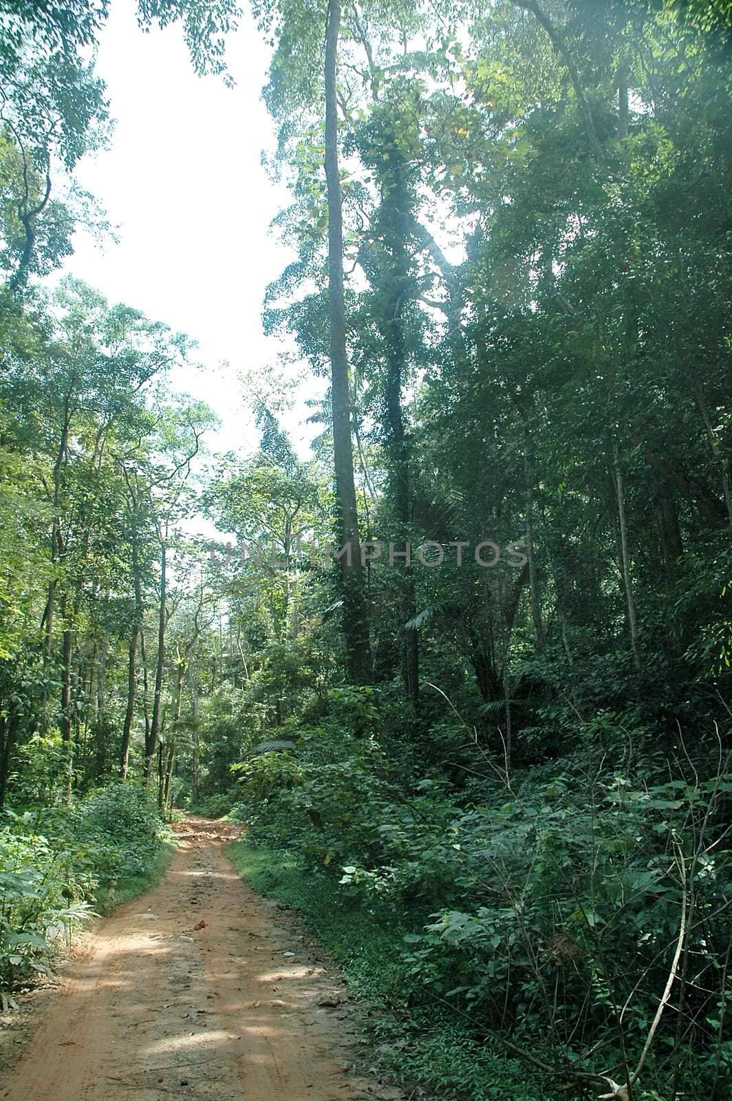 Jungle trekking path in a rainforest with greeneries around