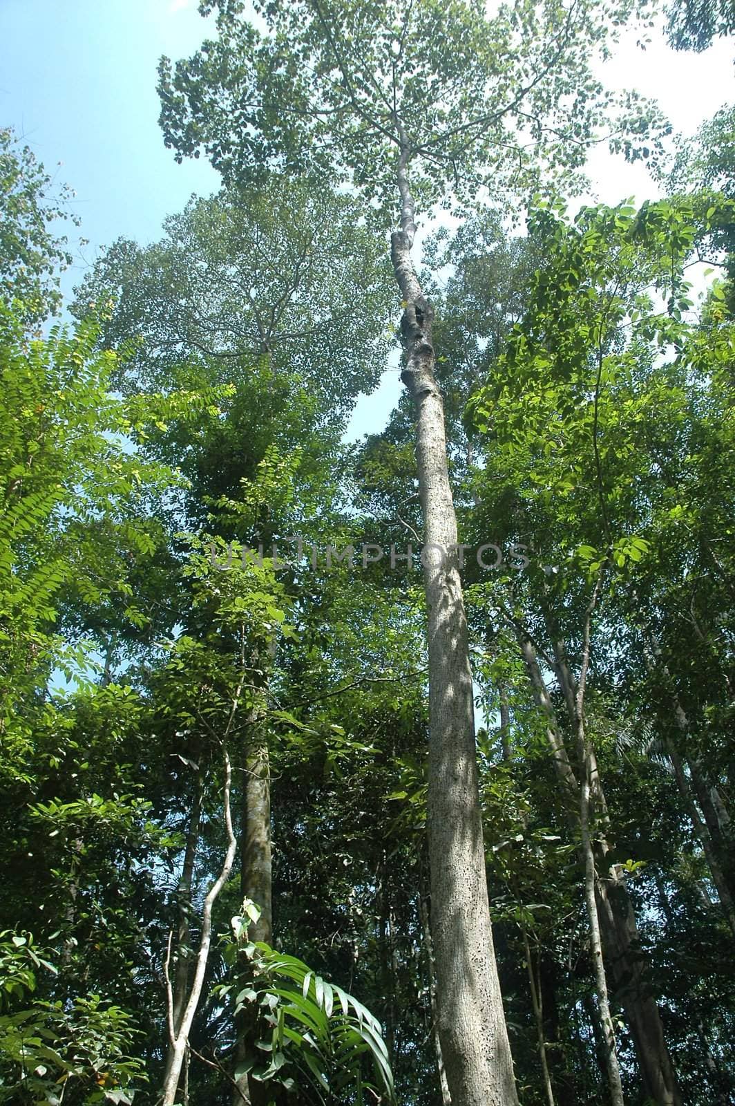 Tall green tree in a dense jungle / rainforest on a sunny day