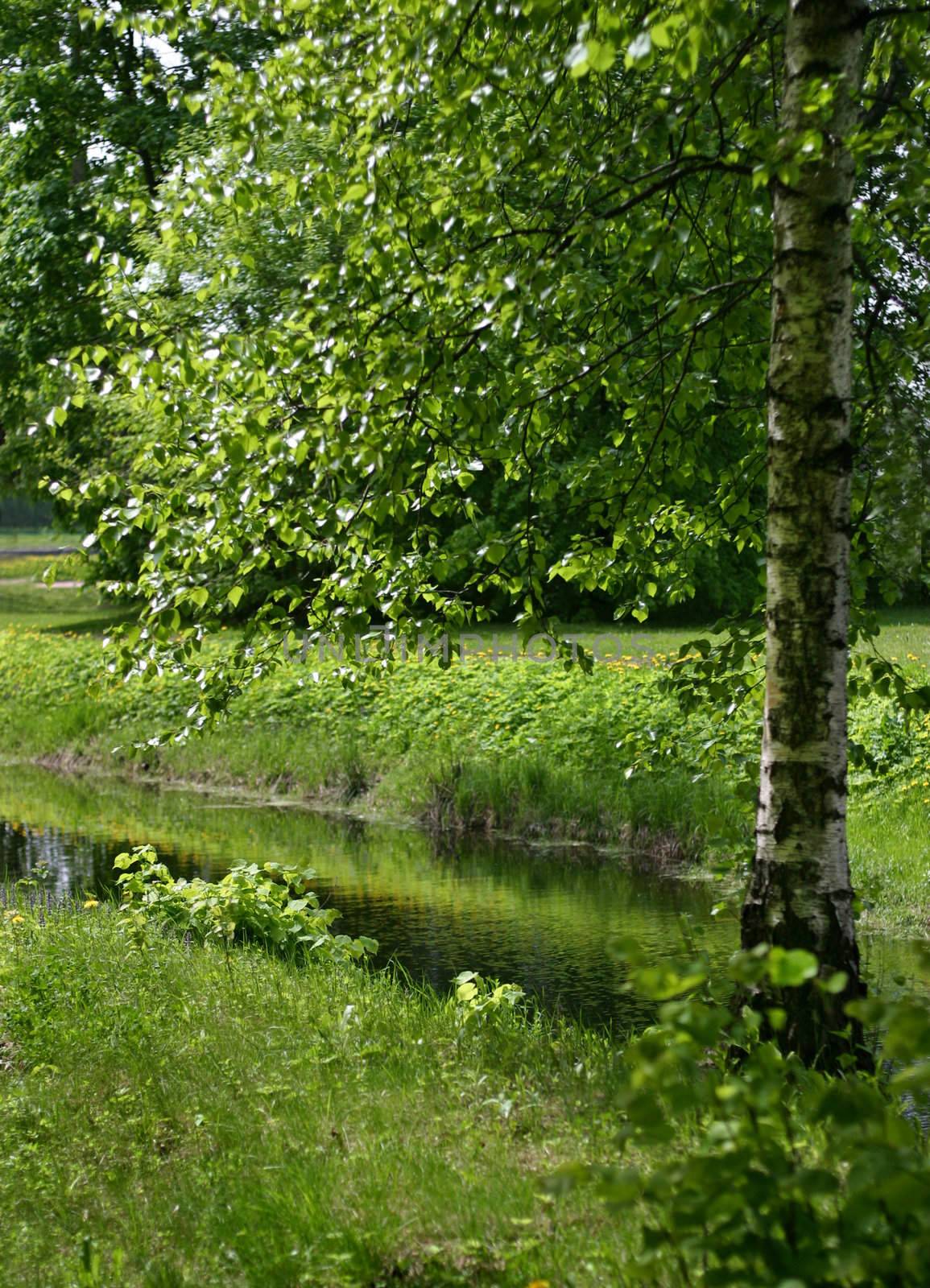 The image of a birch on coast of the river