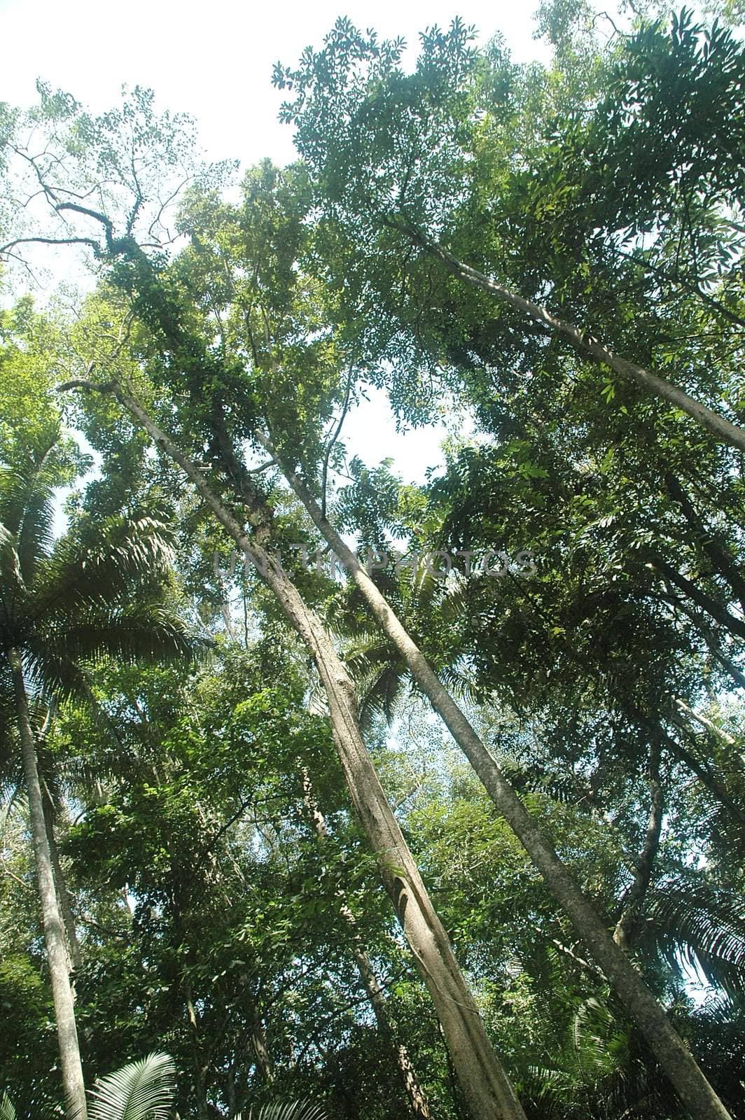 Tall green tree in a dense jungle / rainforest on a sunny day