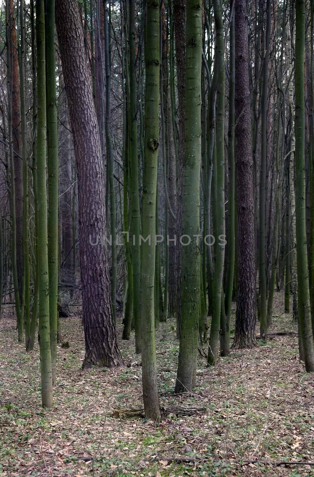 The image of a naked wood