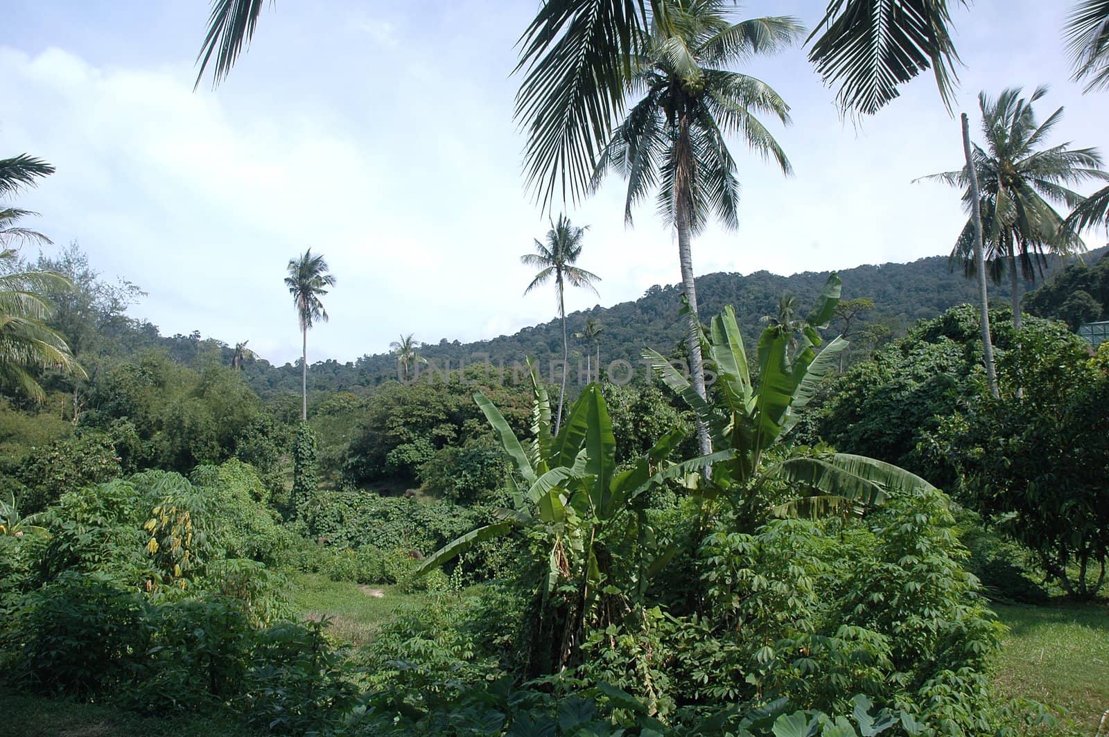 Panaromic landscape view of trees and jungle