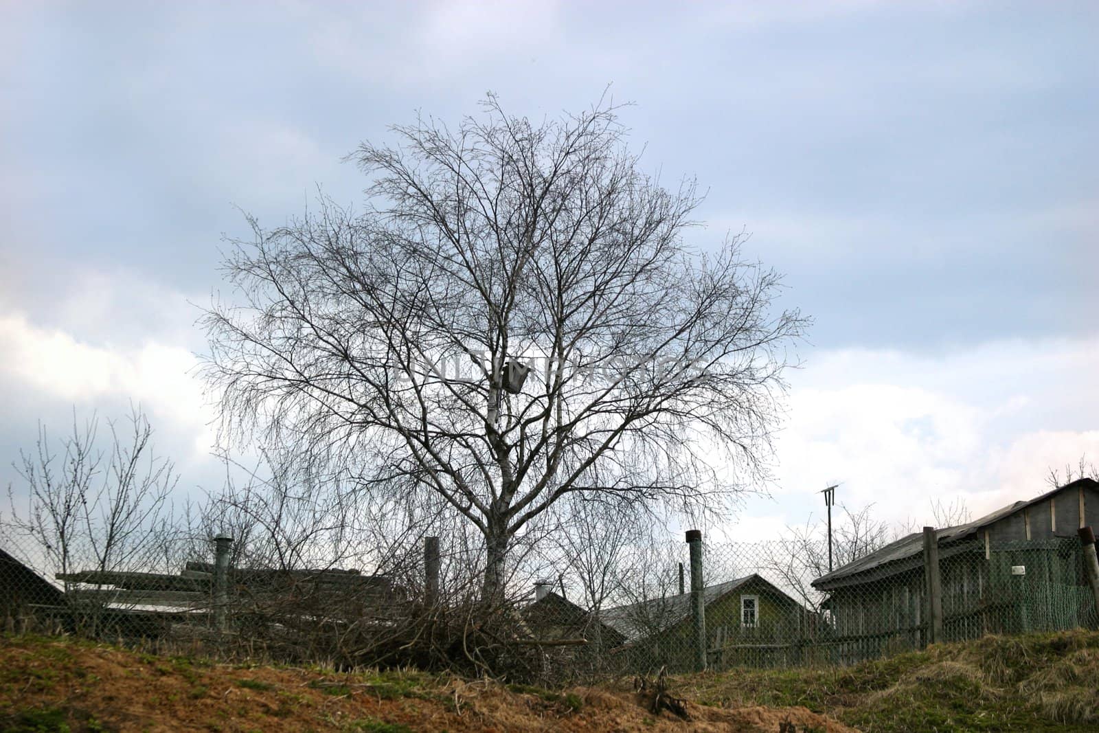 Rural landscape in the spring evening