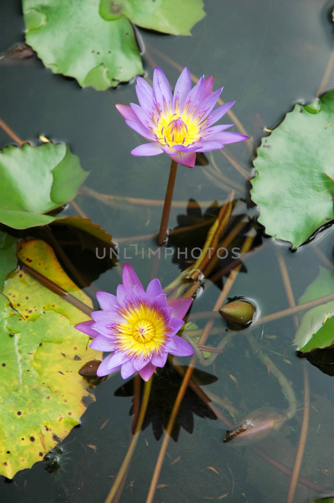 Two purple water lily lotus with leaves floating on a lake
