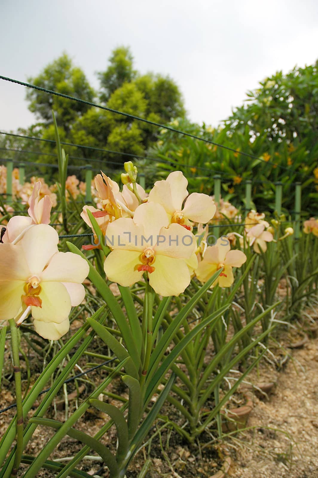 Peach colored full bloom orchid with green stem