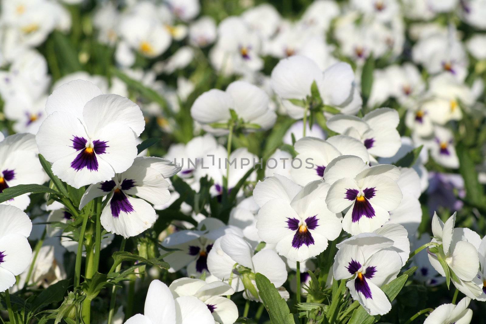 White pansies with a little bit of purple on a sunny spring day in May.