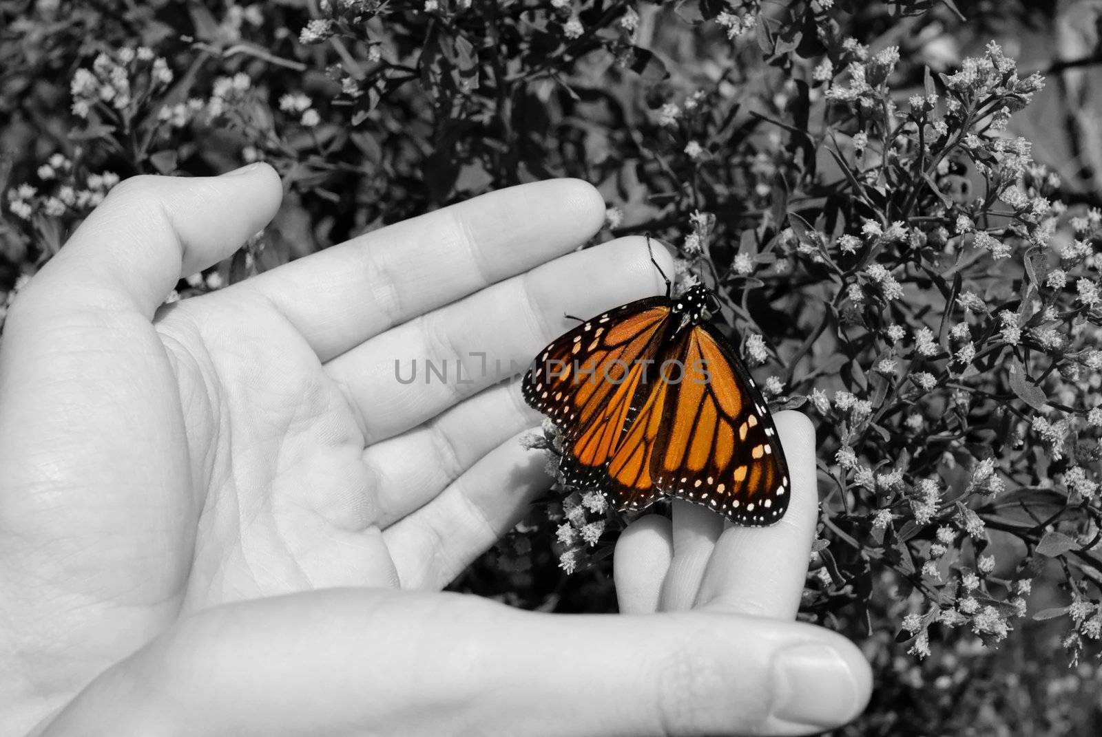 A monarch butterfly in a man's hands.