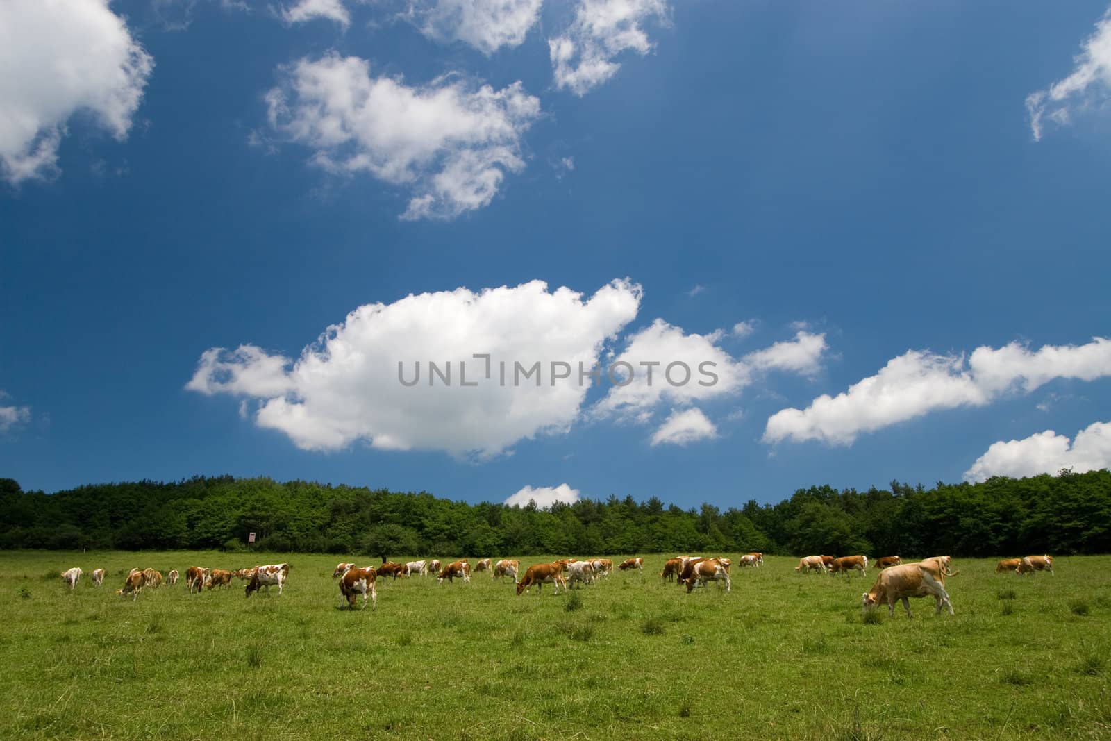 cows on green summer meadow and beautiful blue sky 