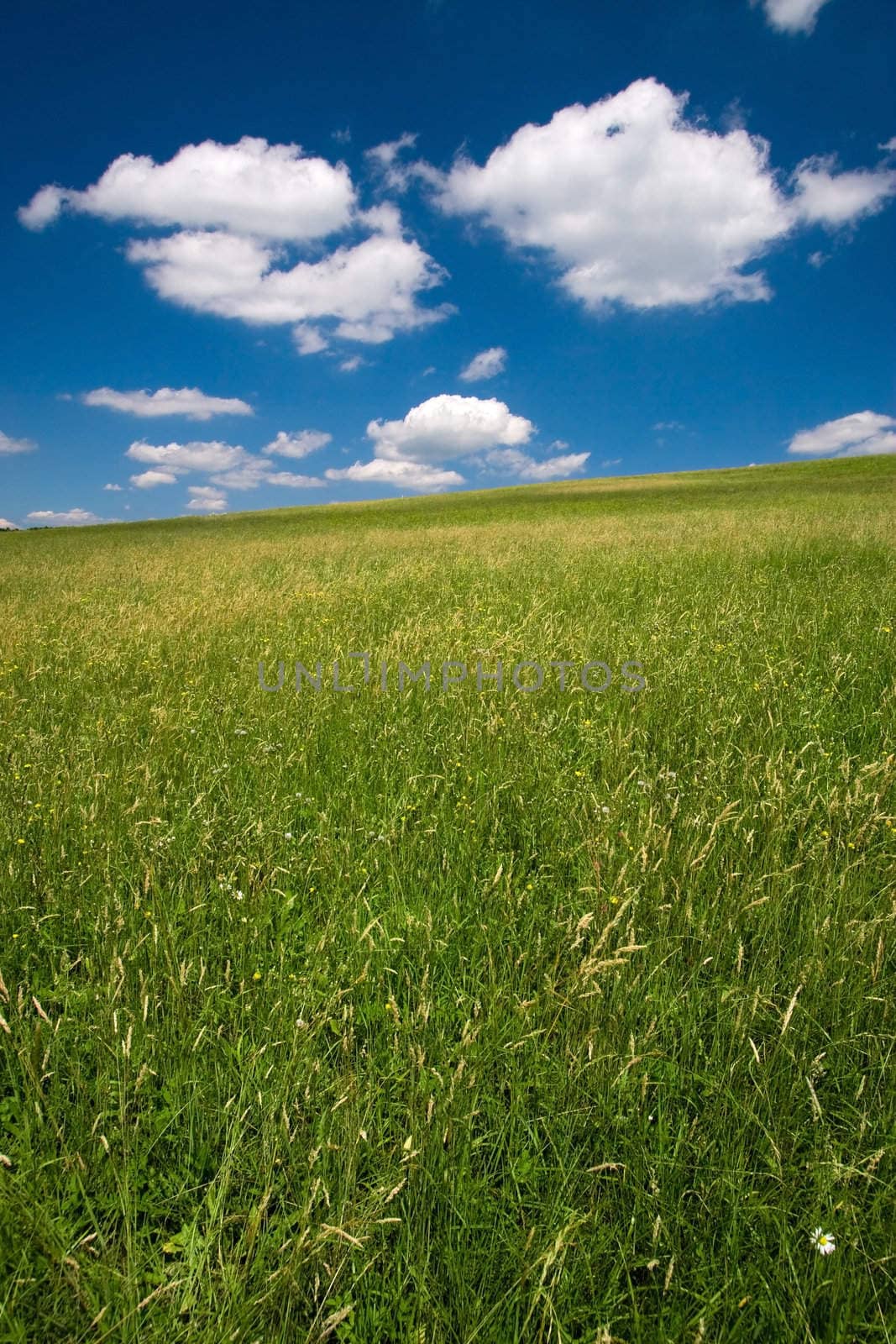 Green field and blue sky with cumulus clouds