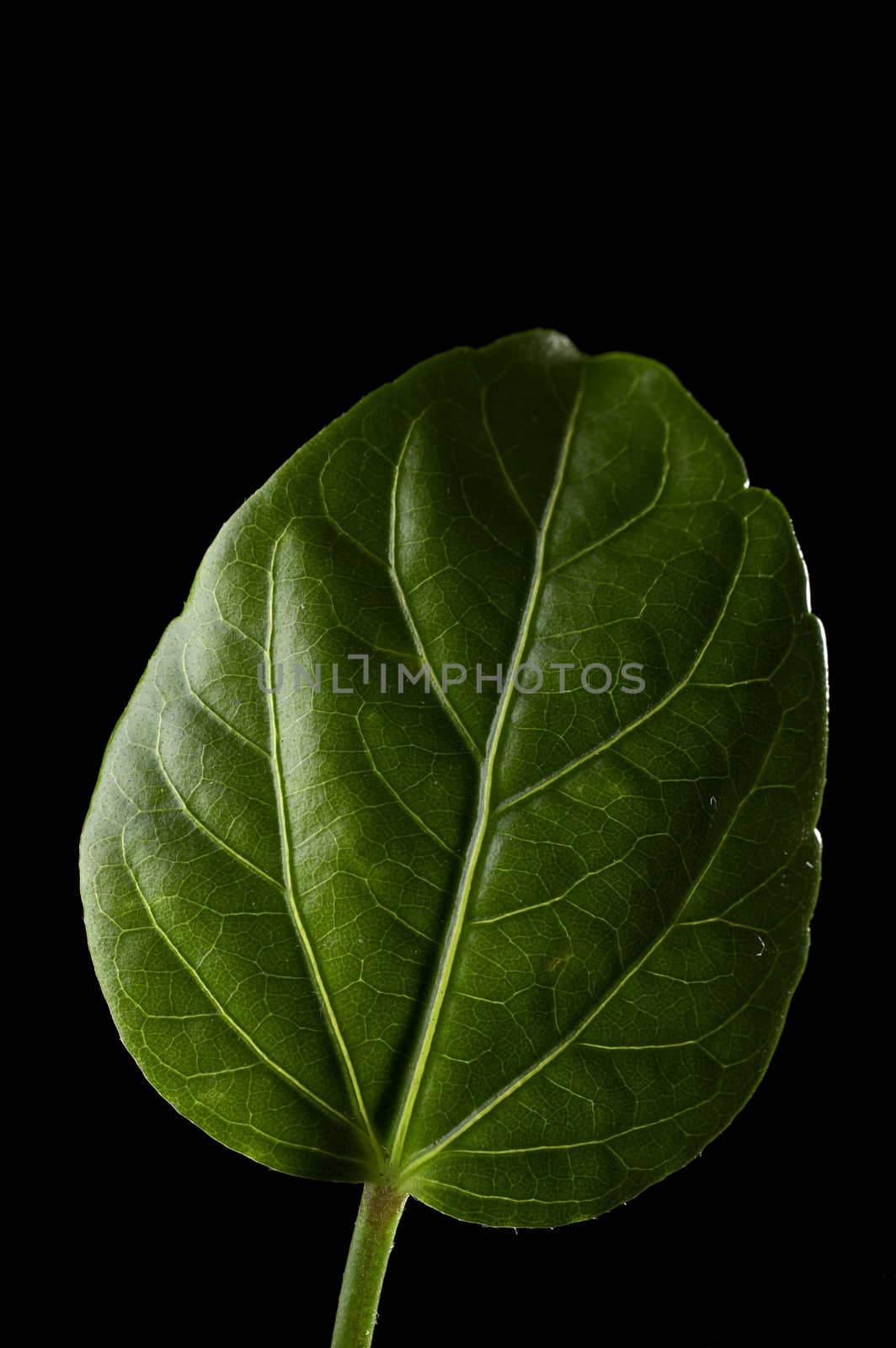 Isolated rose flower leaf on black background
