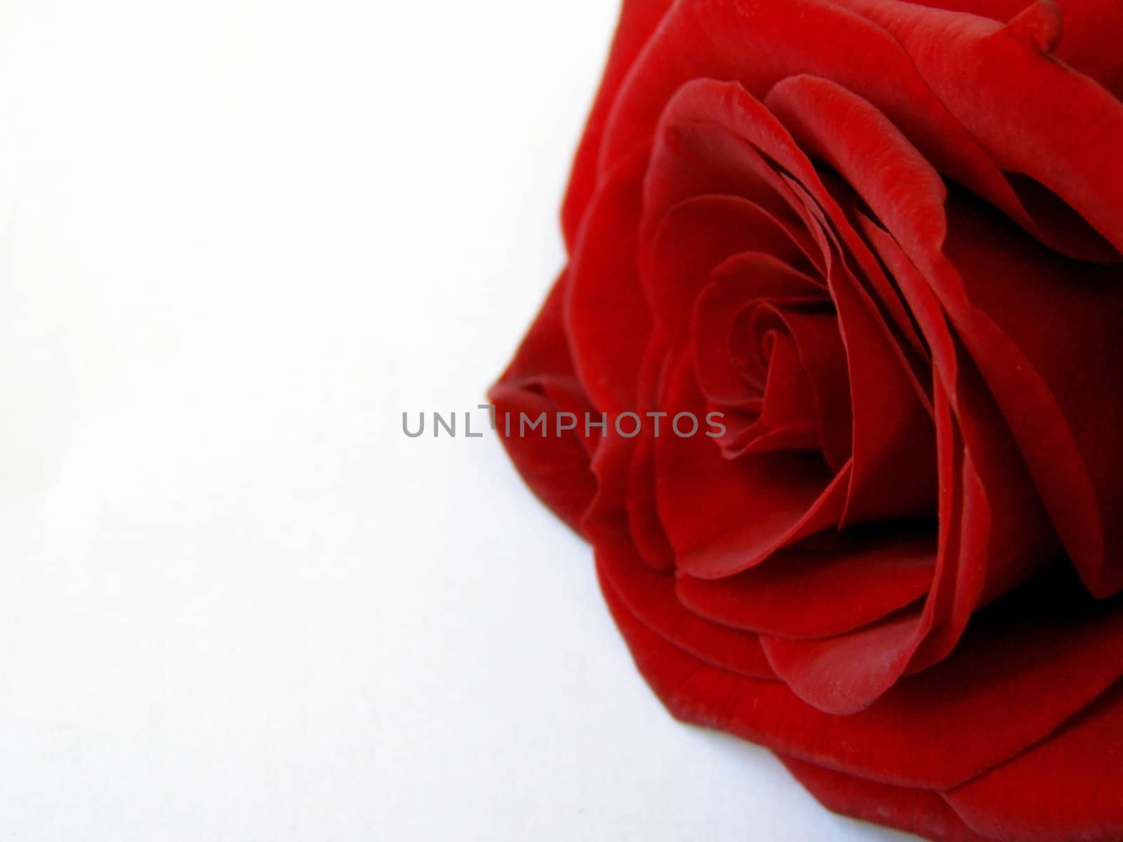 The red rose, presented to the dear person, lies on the white. The velvety red rose petal of flower are still full of freshness and tenderness