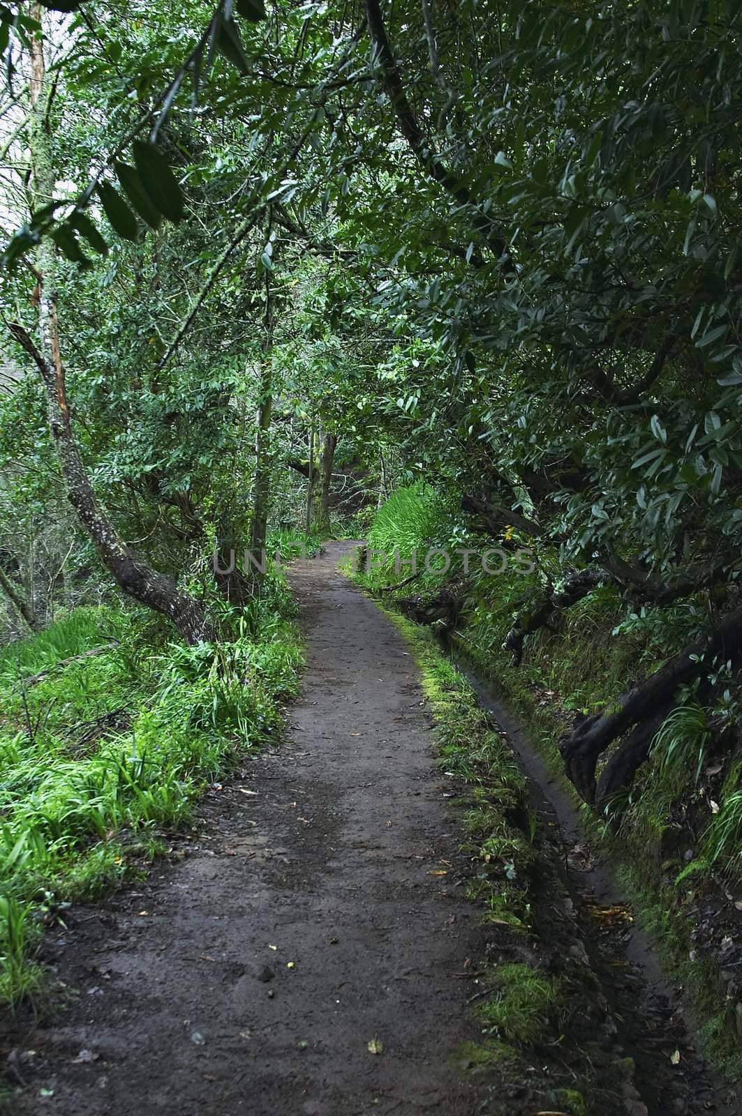 Levada walk in Madeira island