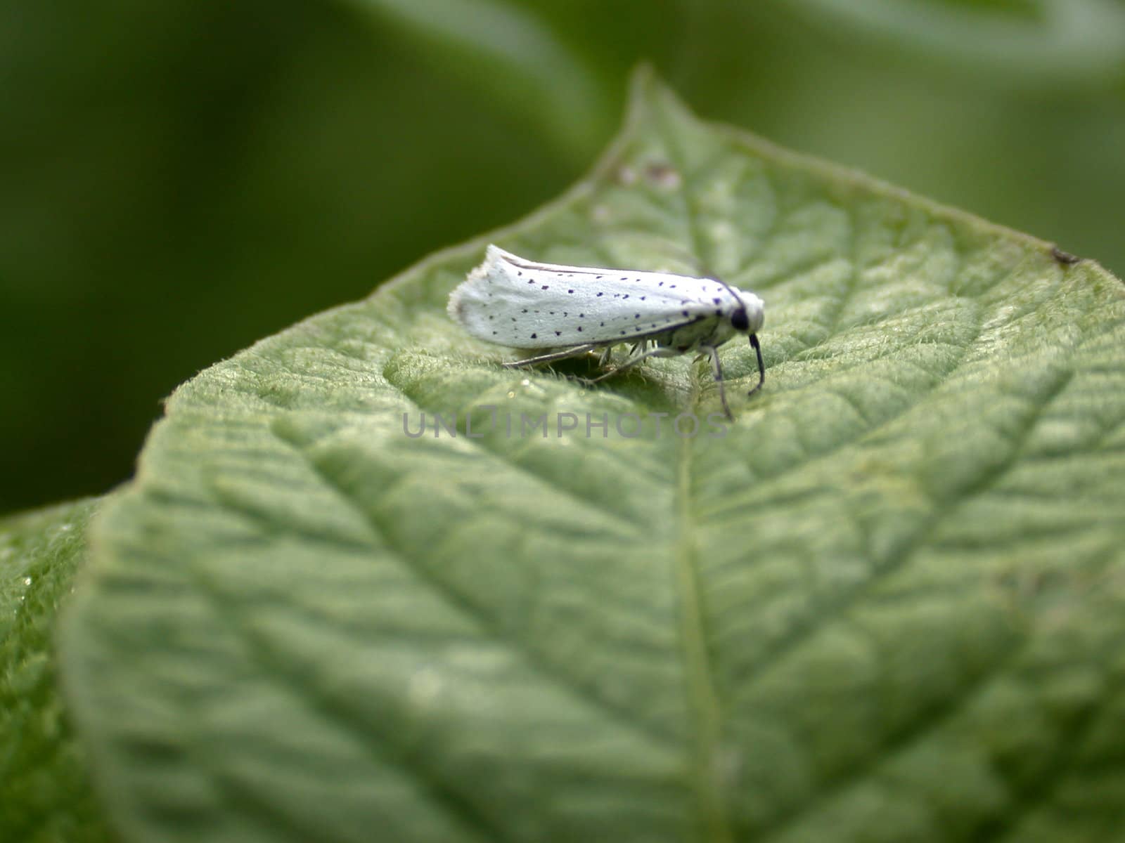 The moth on leaf, macro