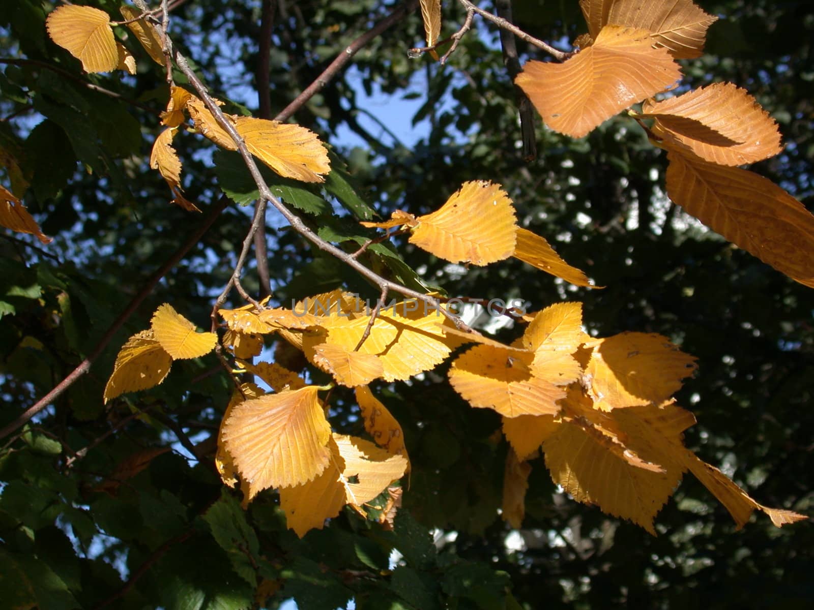autumn leafs by sav