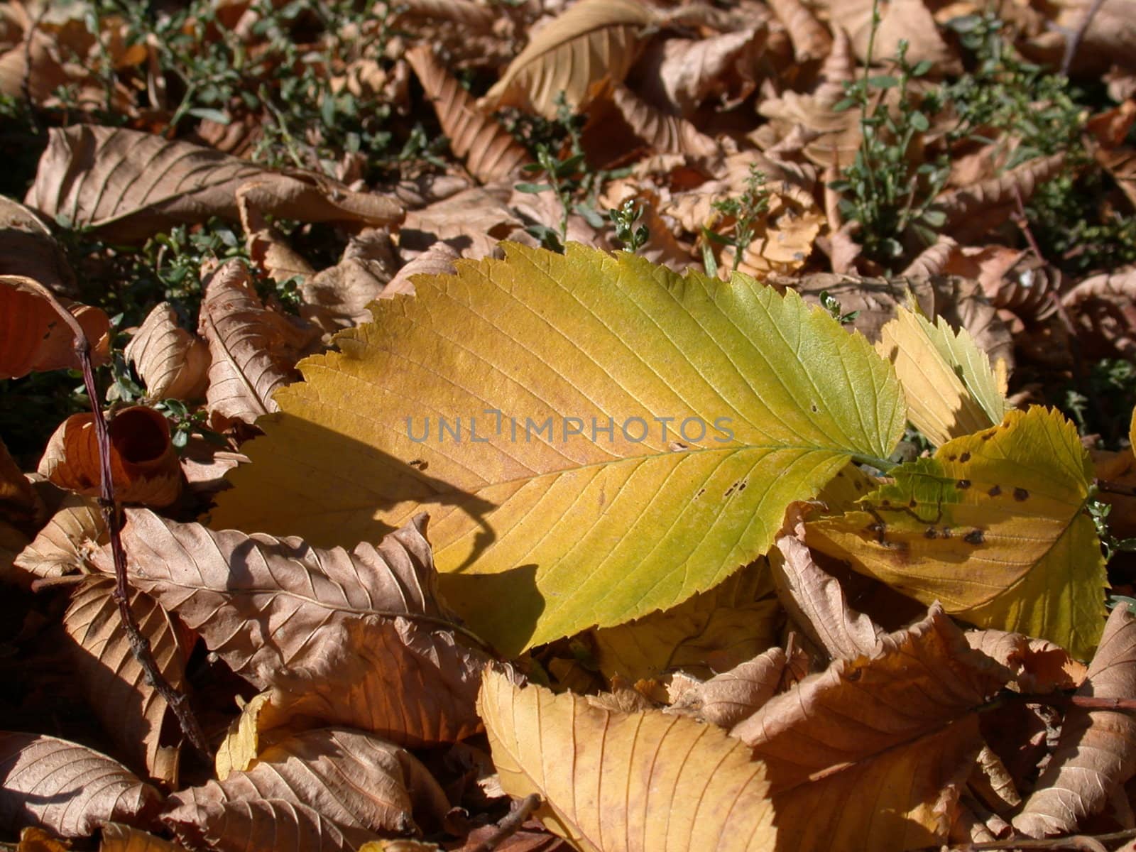 The autumn, leafs, season