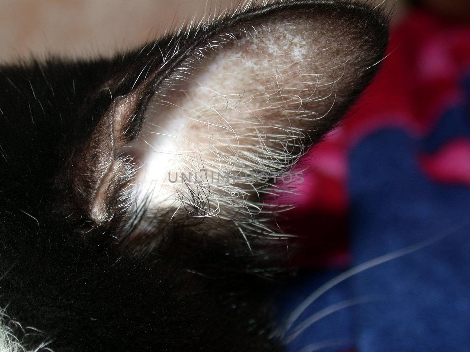 cat, part of the body, ear