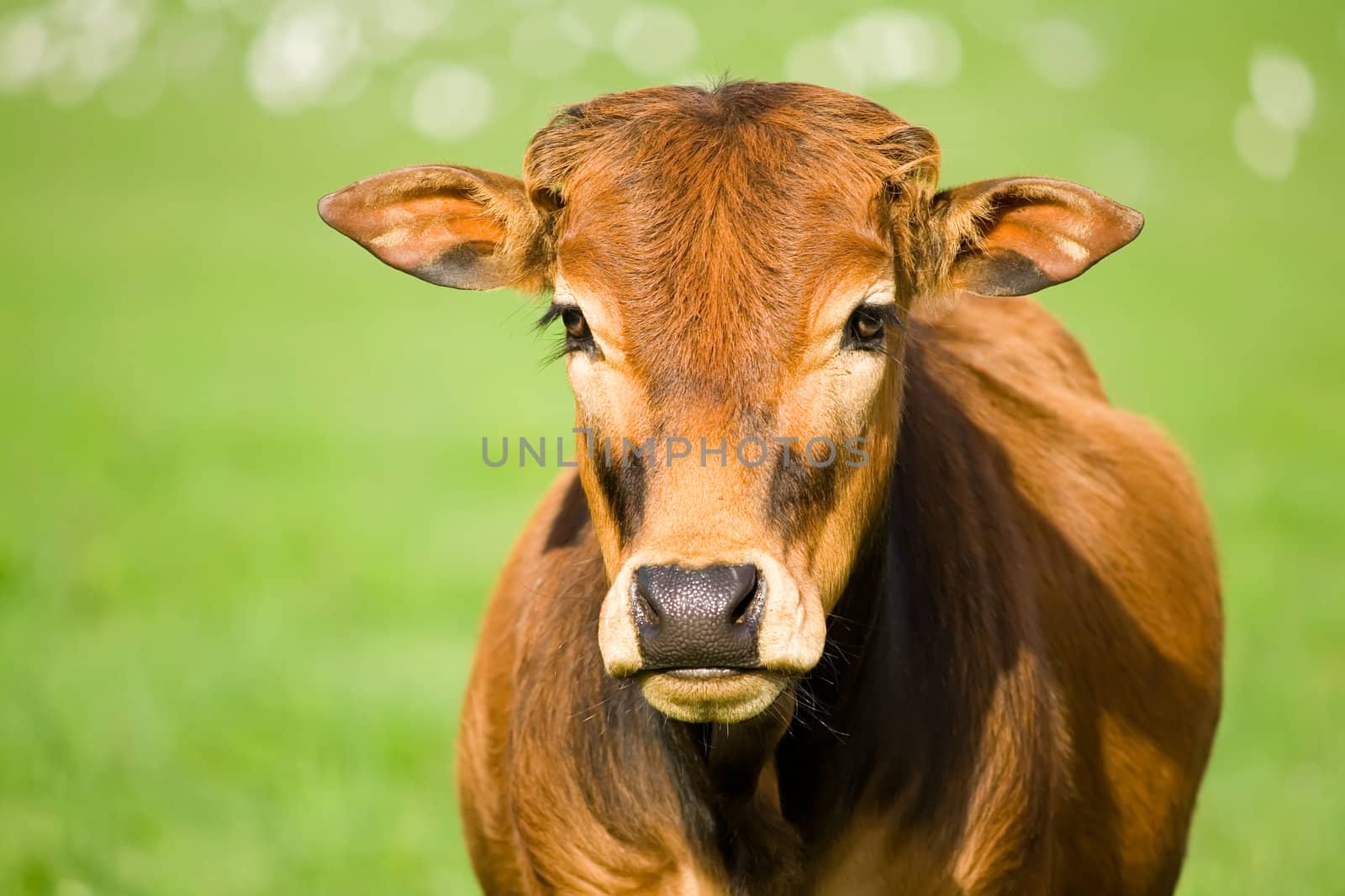 portrait of a cute zebu calf