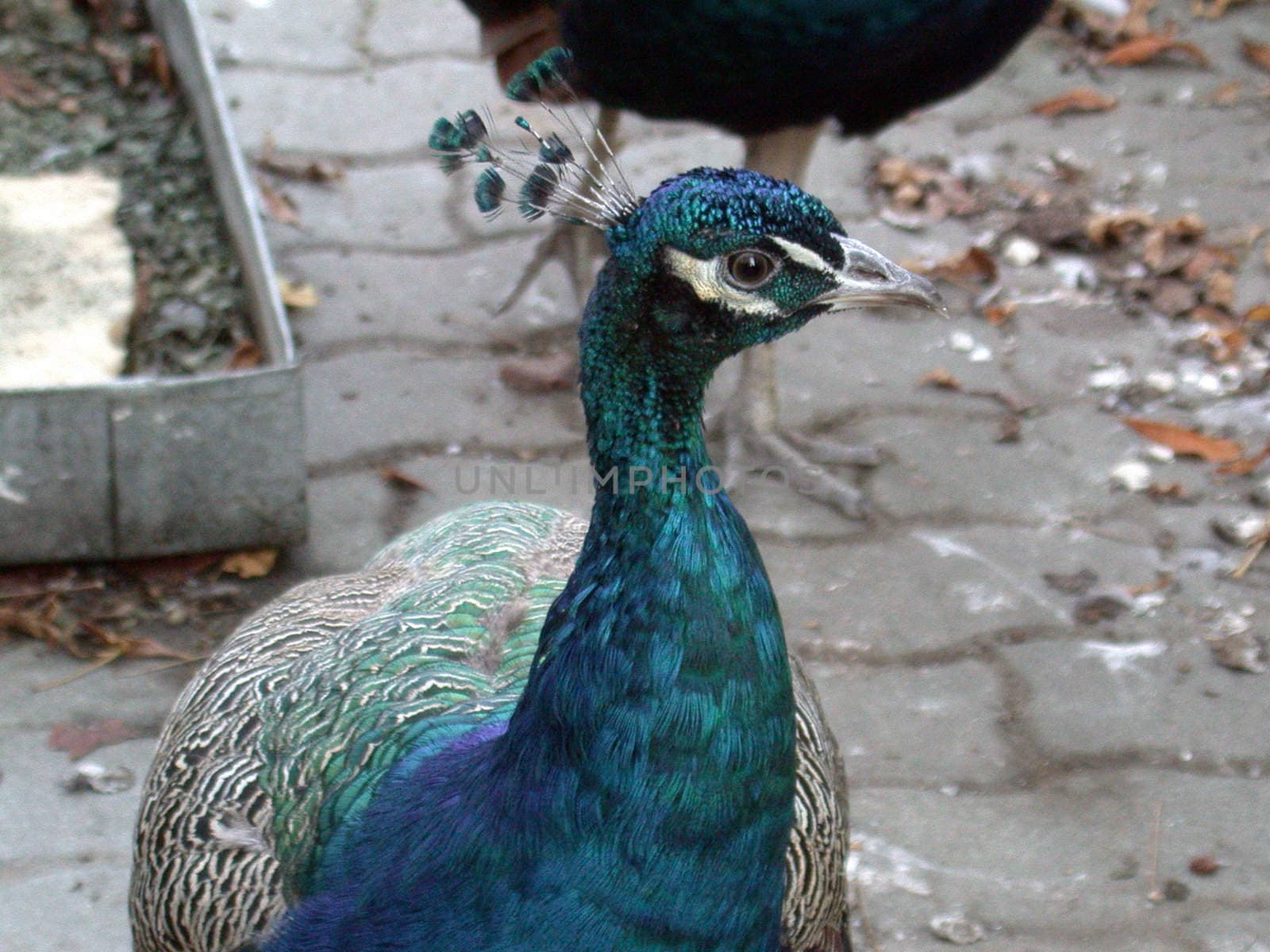 The peacock in zoo