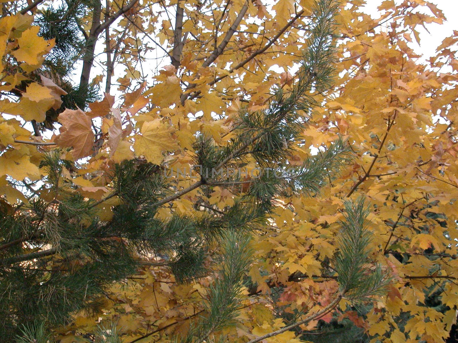 autumn leafs by sav
