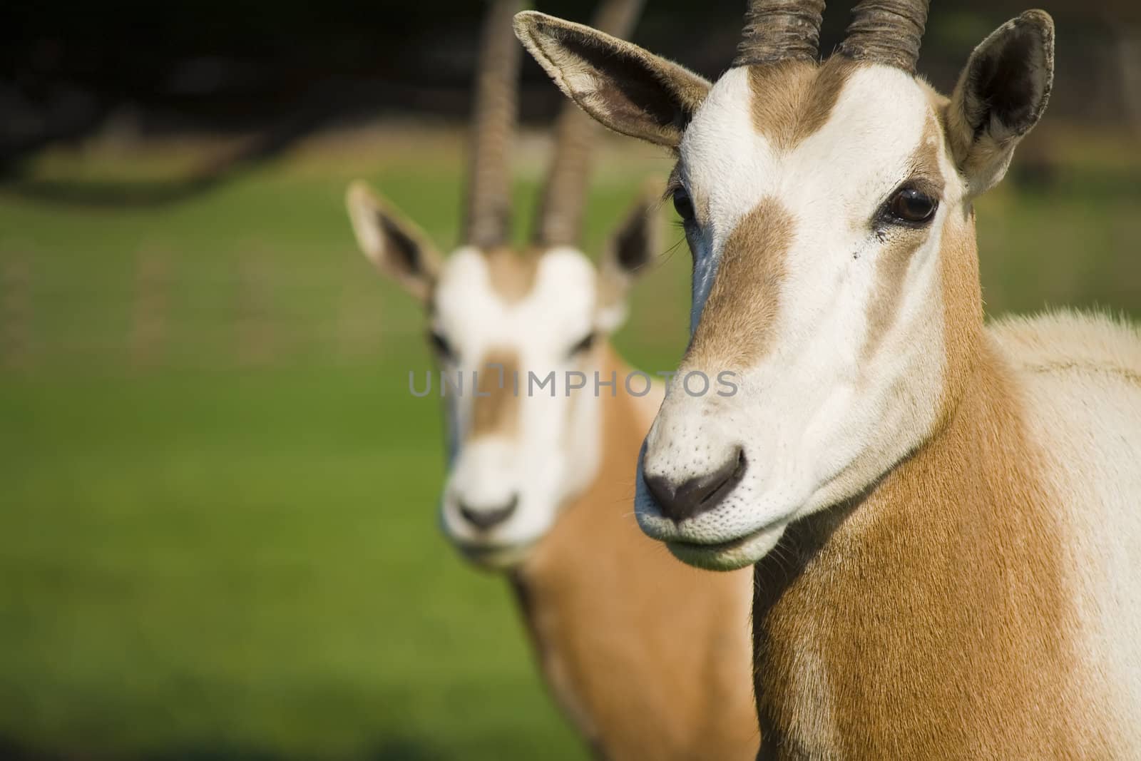 Two Scimitar-Horned Oryx antelopes