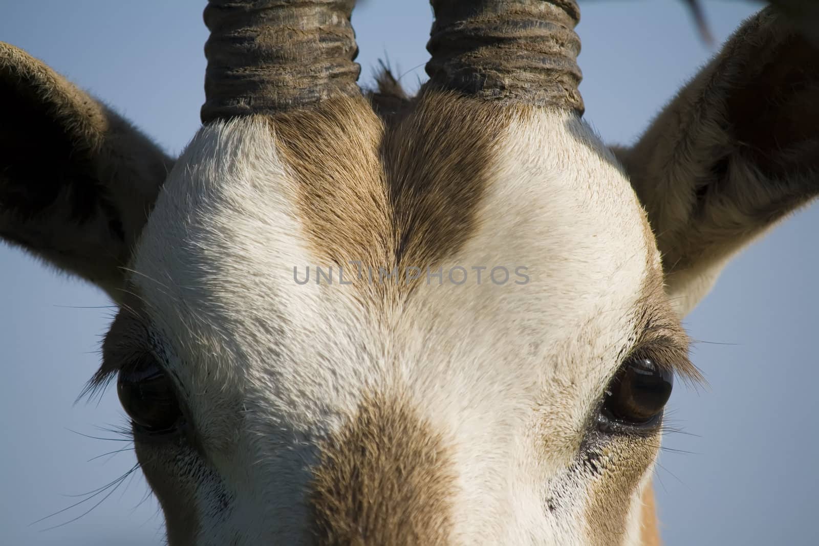 Oryx close up by nubephoto