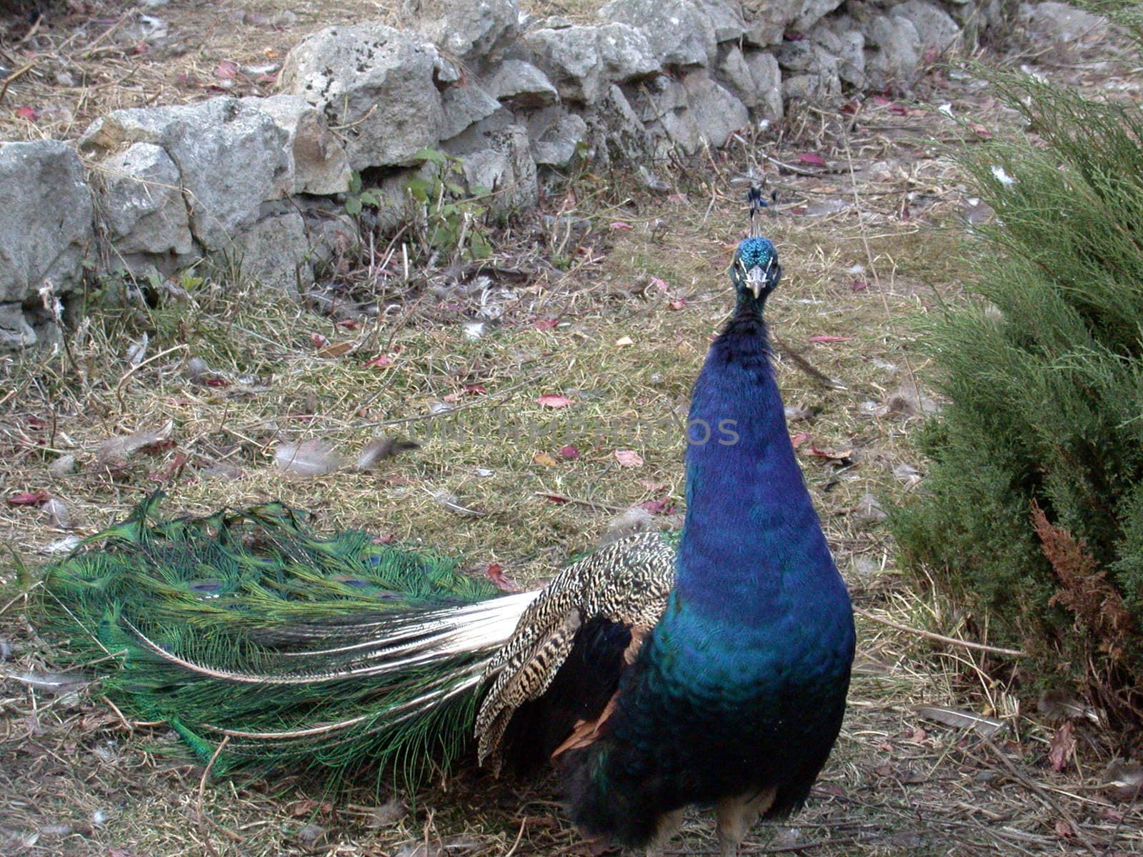 The peacock in zoo