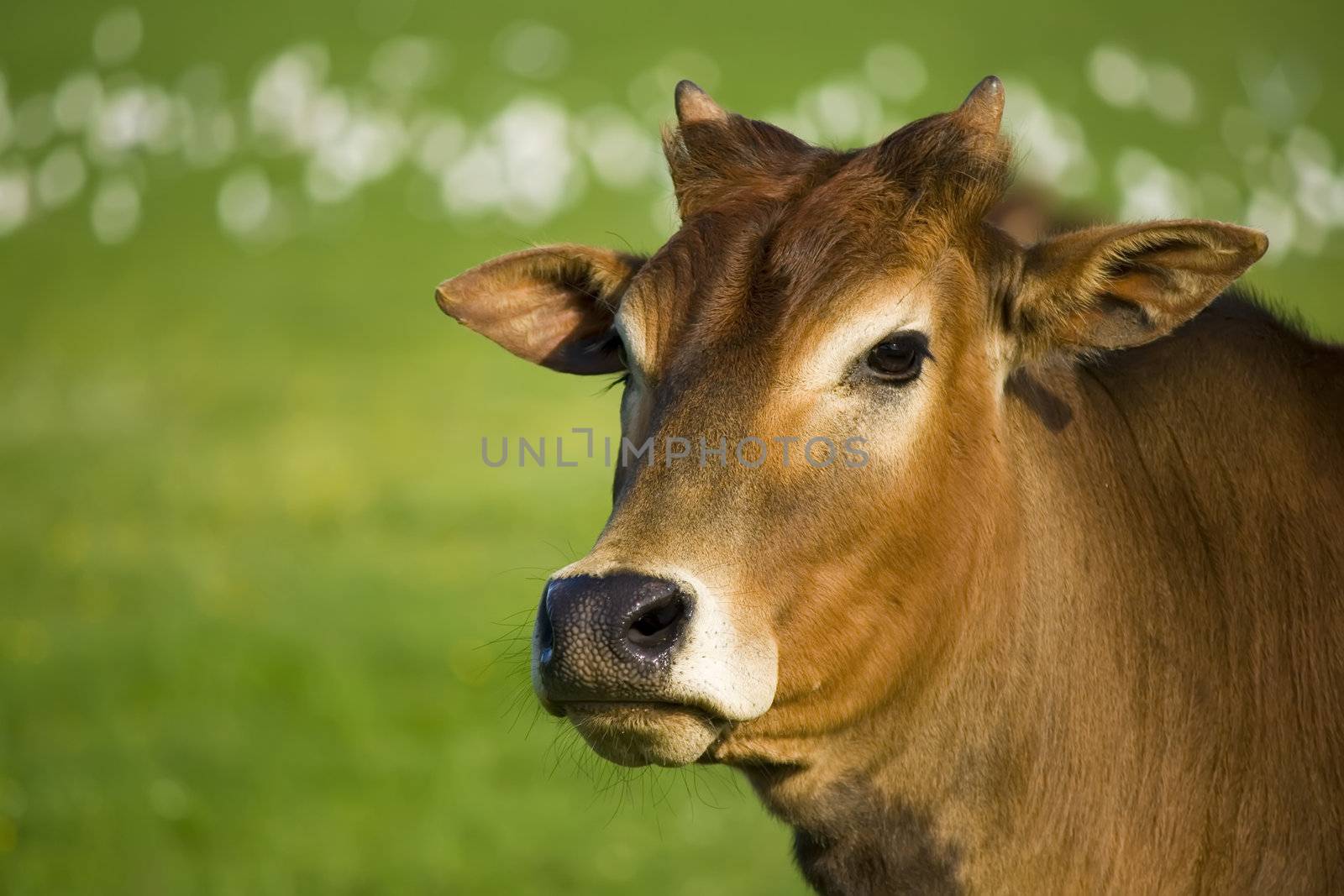 zebu cow portrait by nubephoto