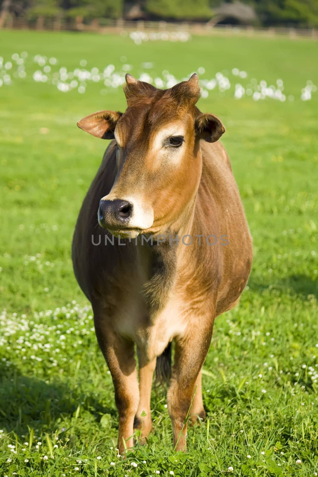 zebu cow by nubephoto