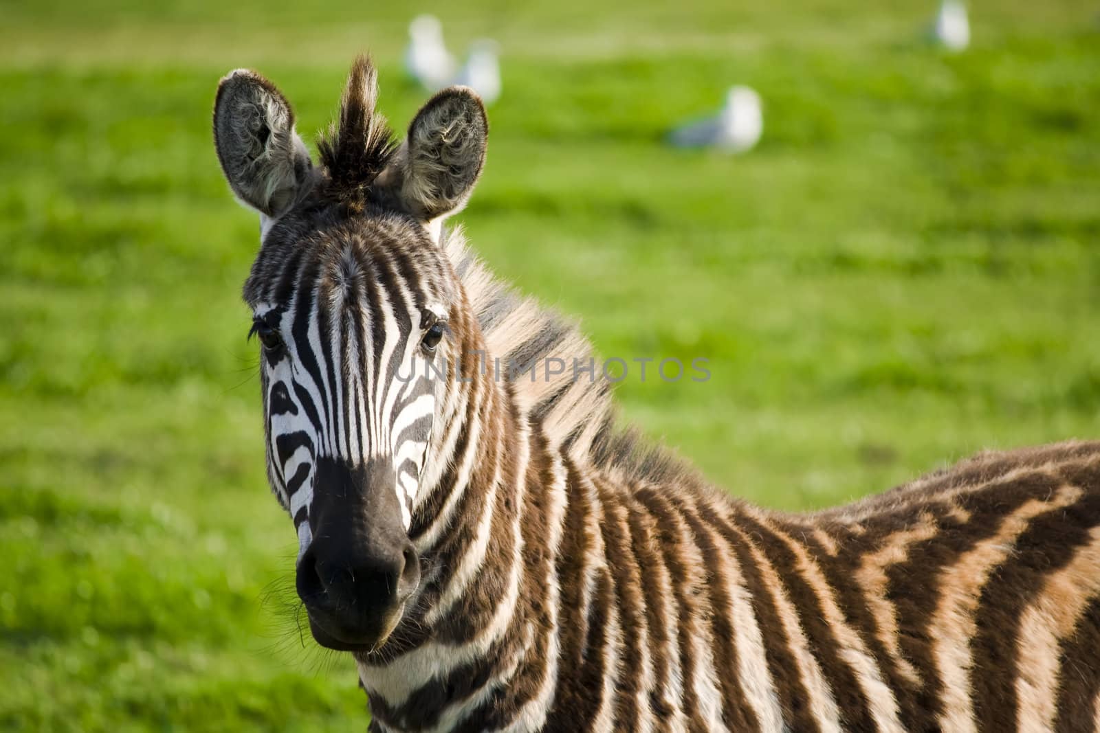 zebra by nubephoto