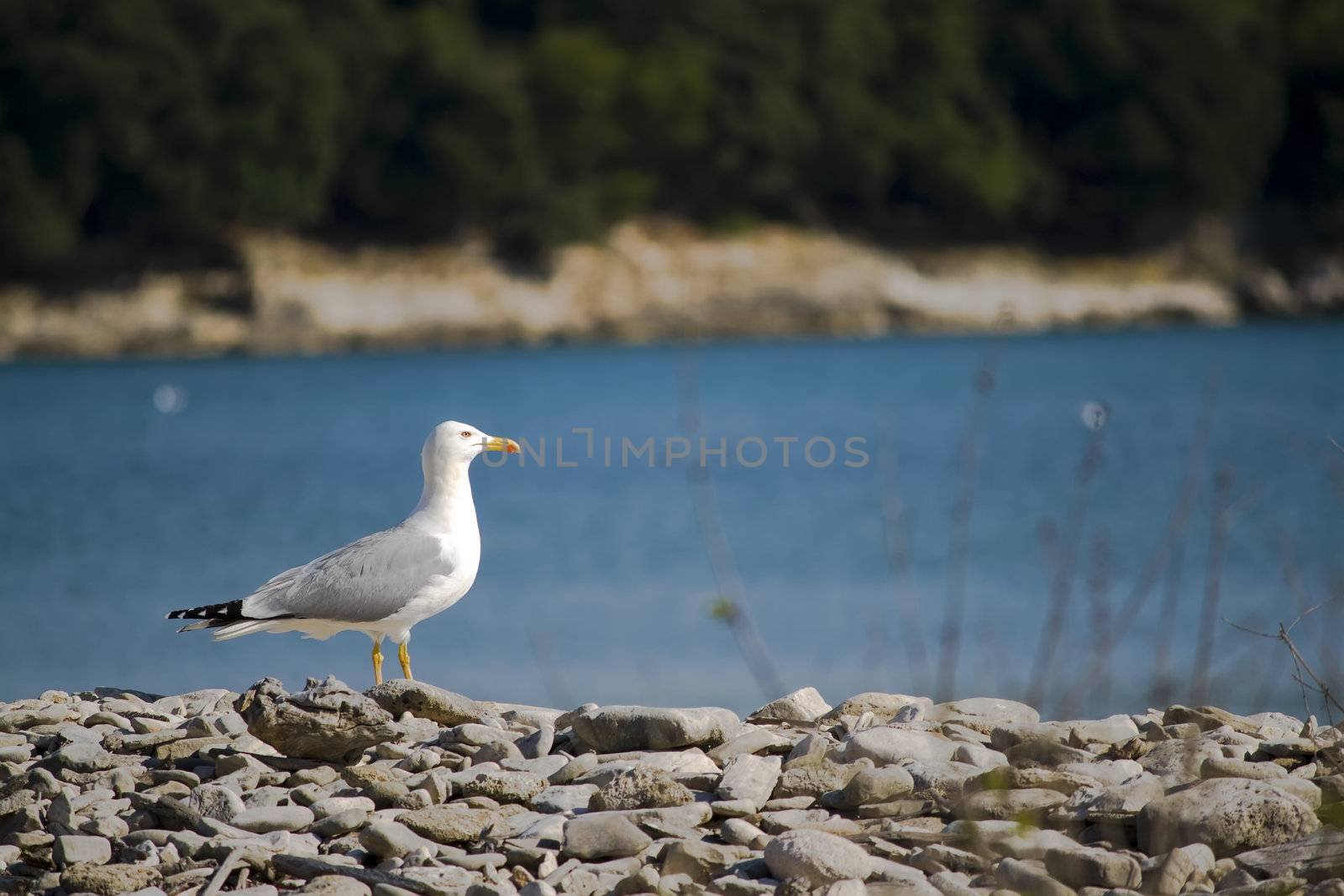 seagull on a pebble beach by nubephoto