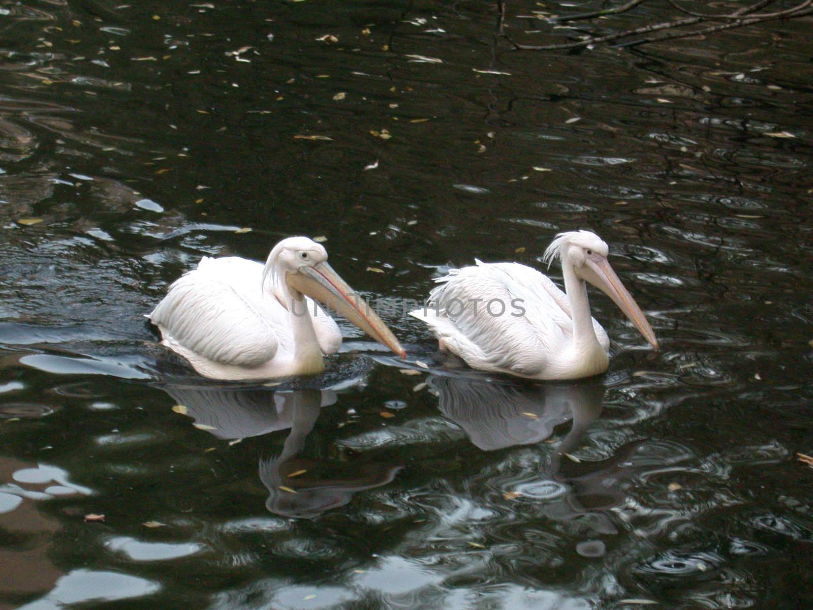The pelicans in lake