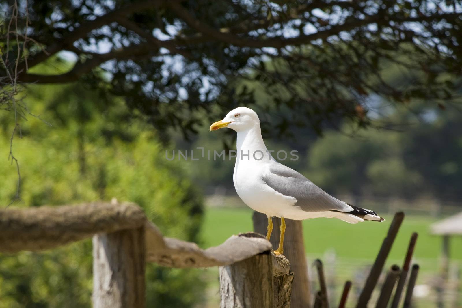 seagull on a wooden fence by nubephoto