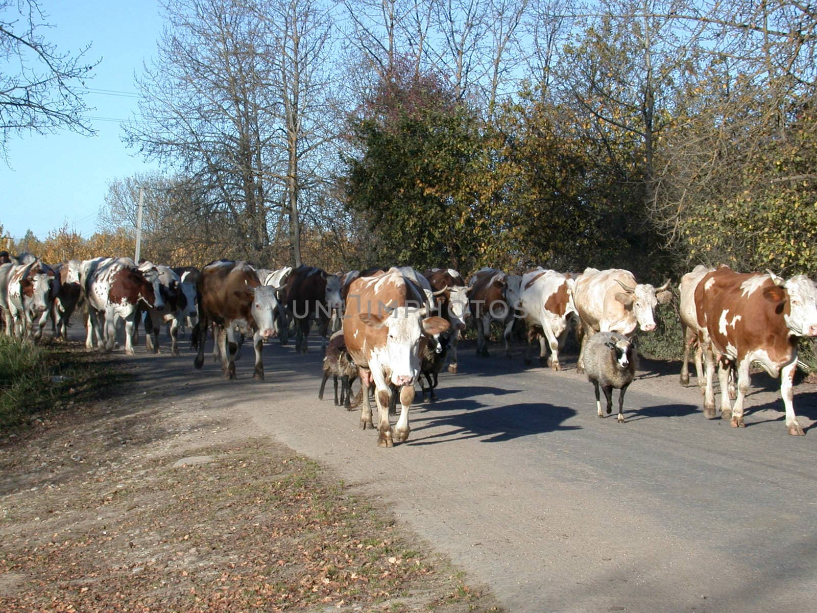The cows go on road, farm animal