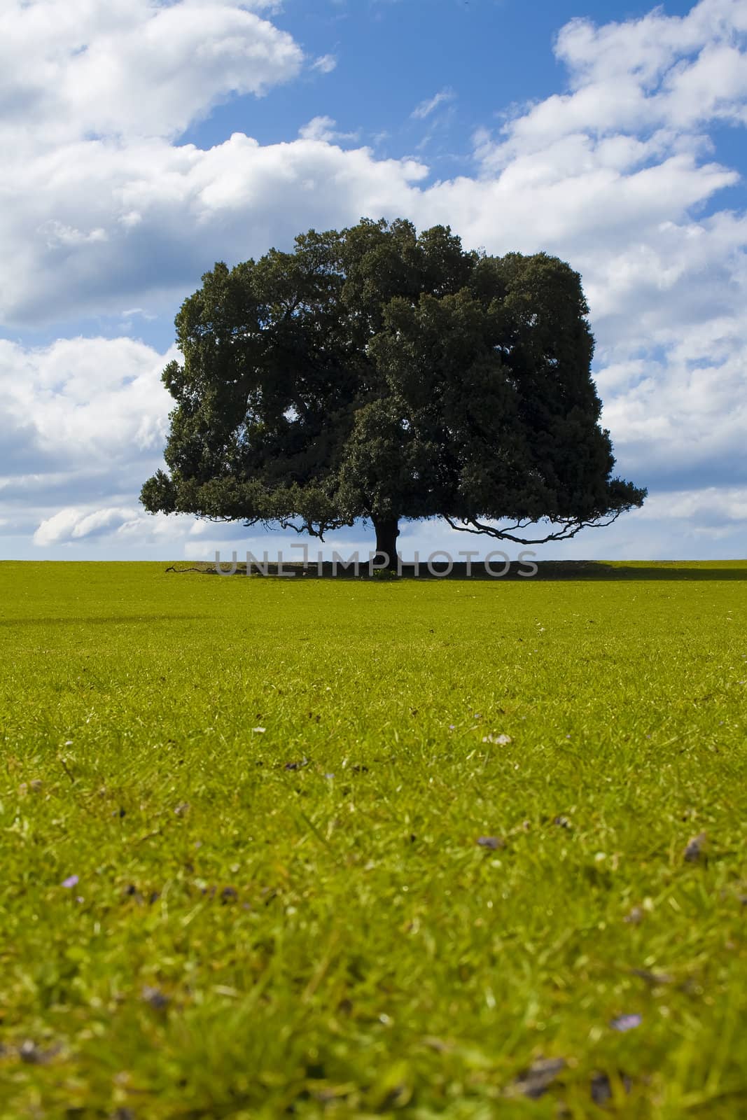 solitary oak tree on a meadow