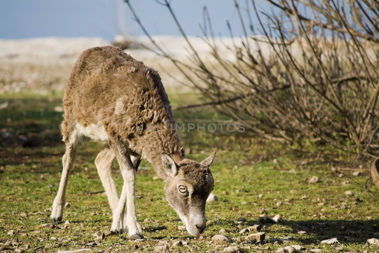 mouflon by nubephoto