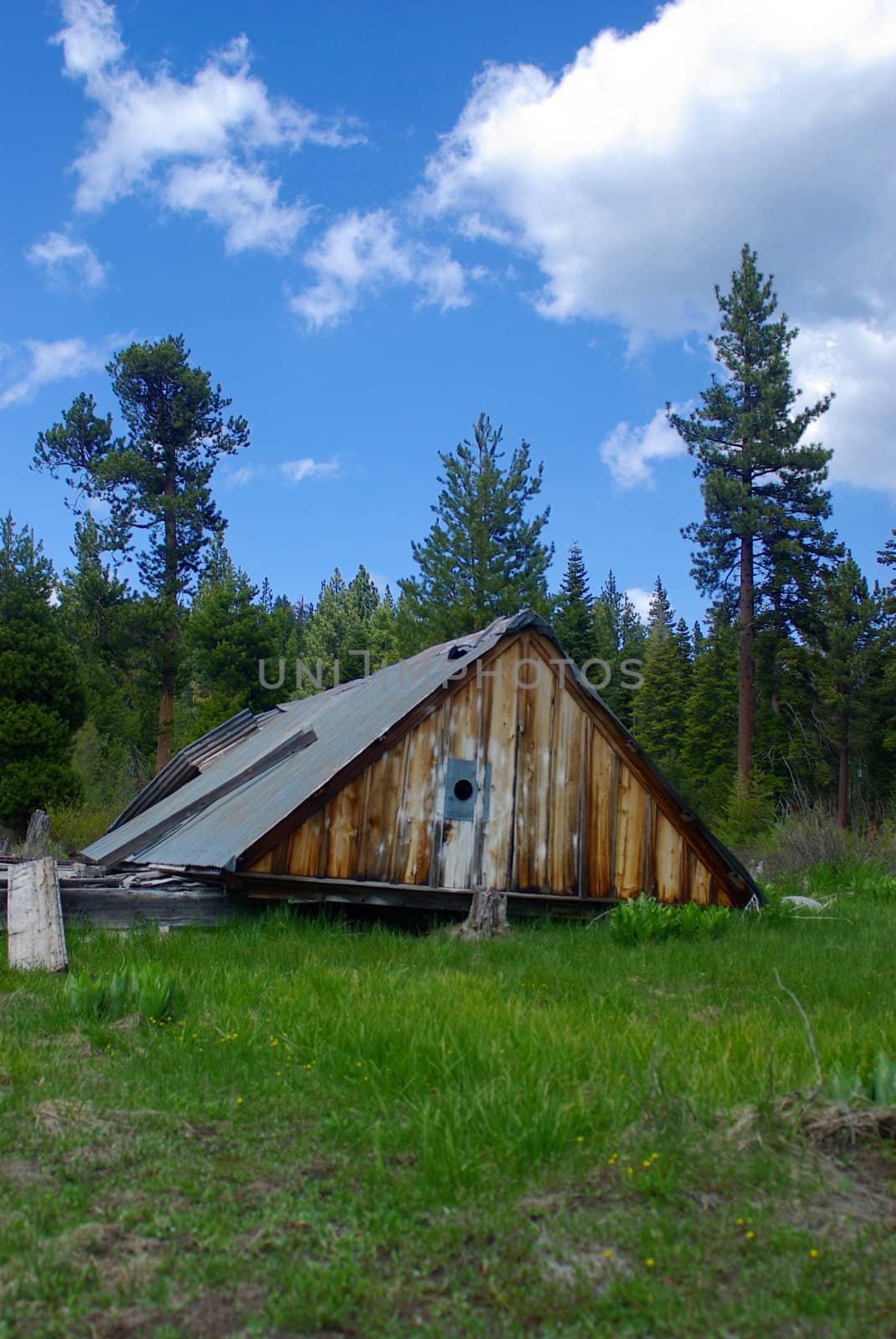 An old cabin in ruins in a high sierra meadow