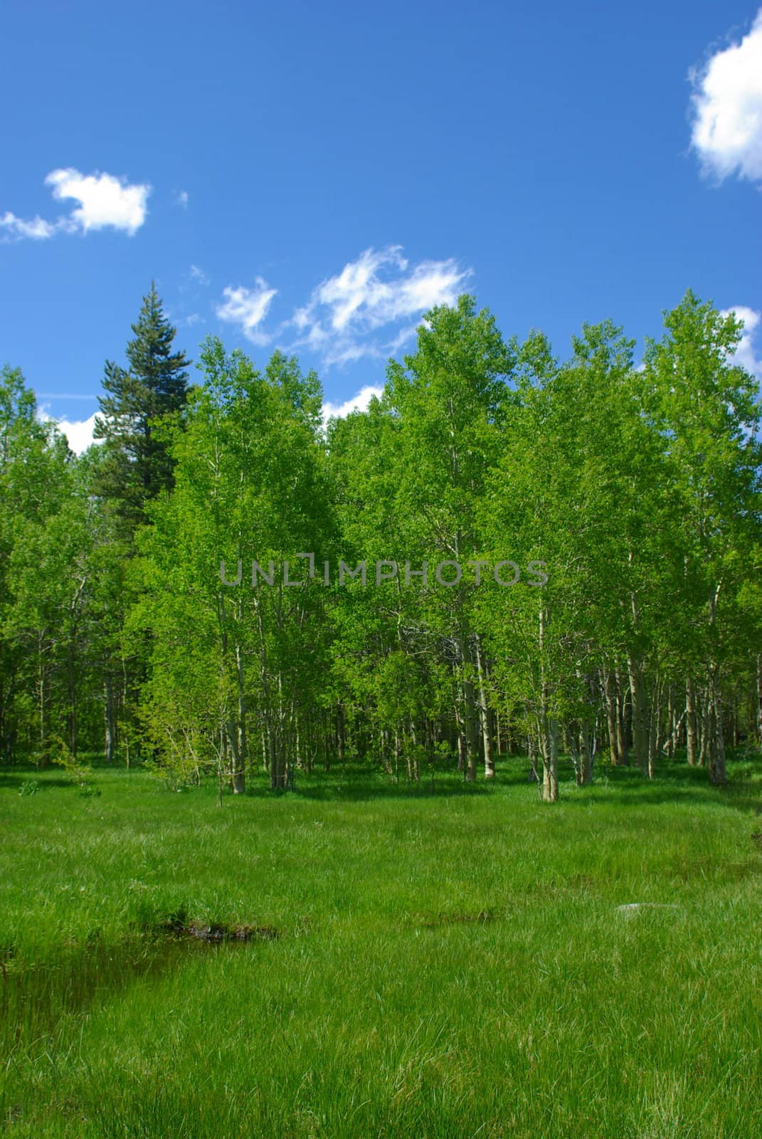 A bright green high Sierra meadow in Springtime.